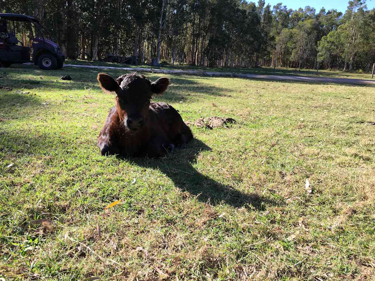 Belly’s Farm Stay