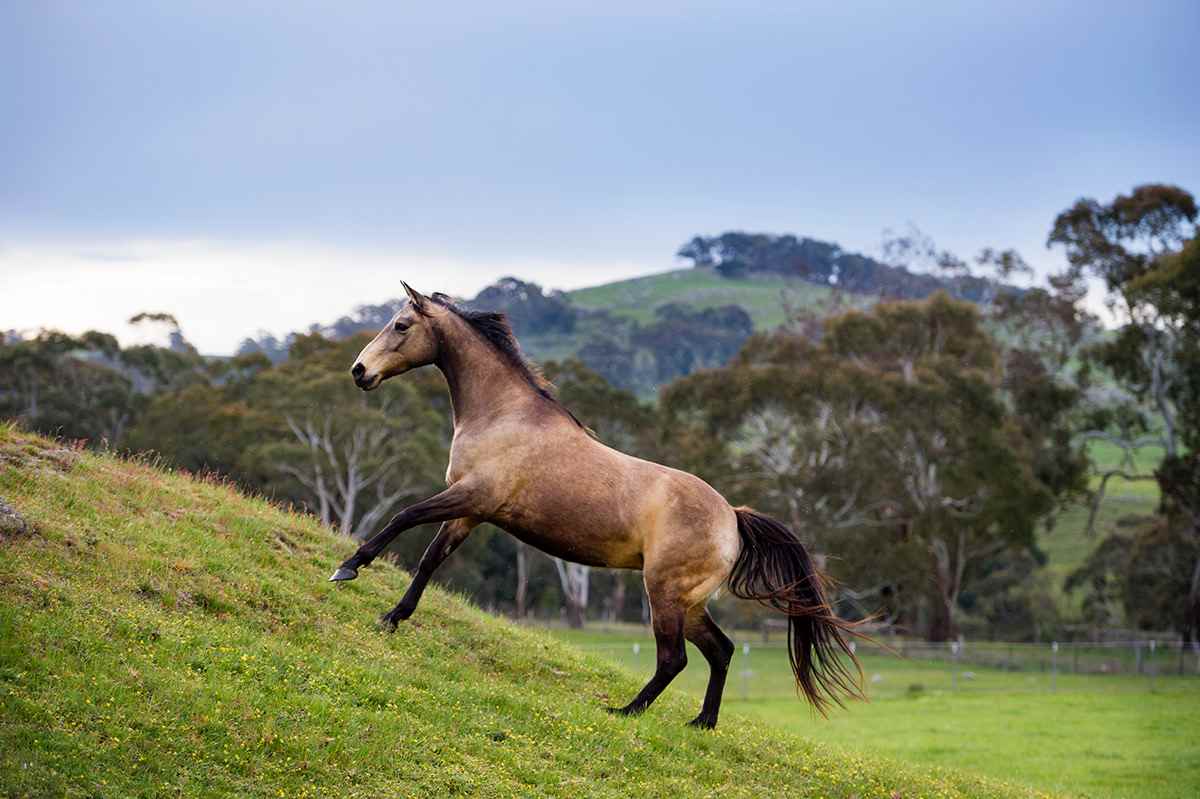 Australian Stock Horse