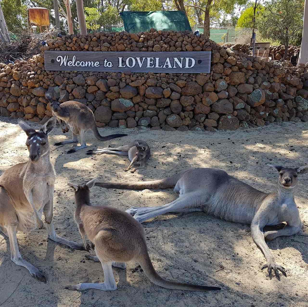 Loveland Farmstay