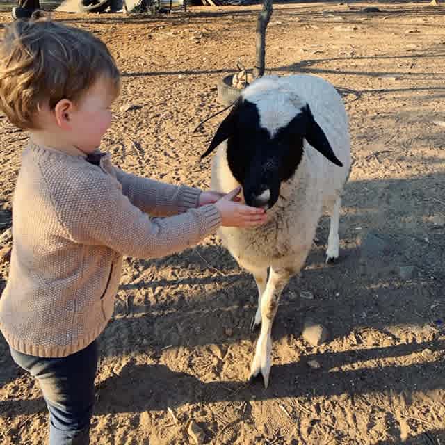 Quamby Park Farm Stay & Petting Zoo NSW