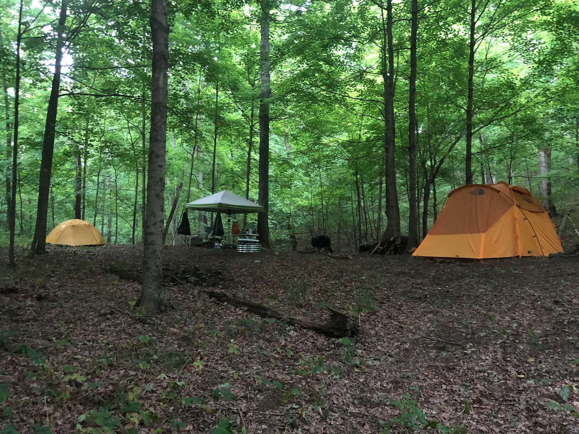 Picture of the site