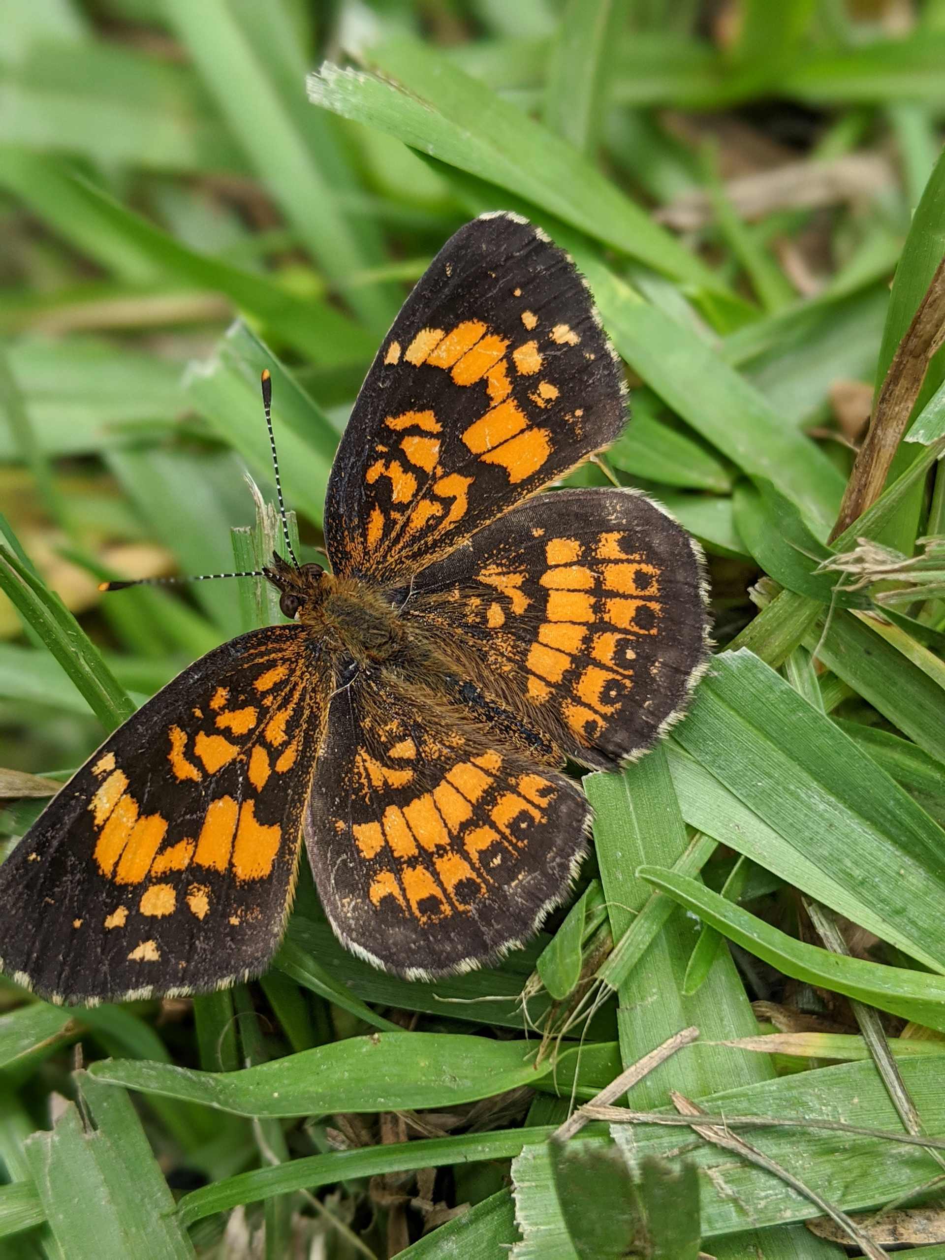 Beautiful Butterflies