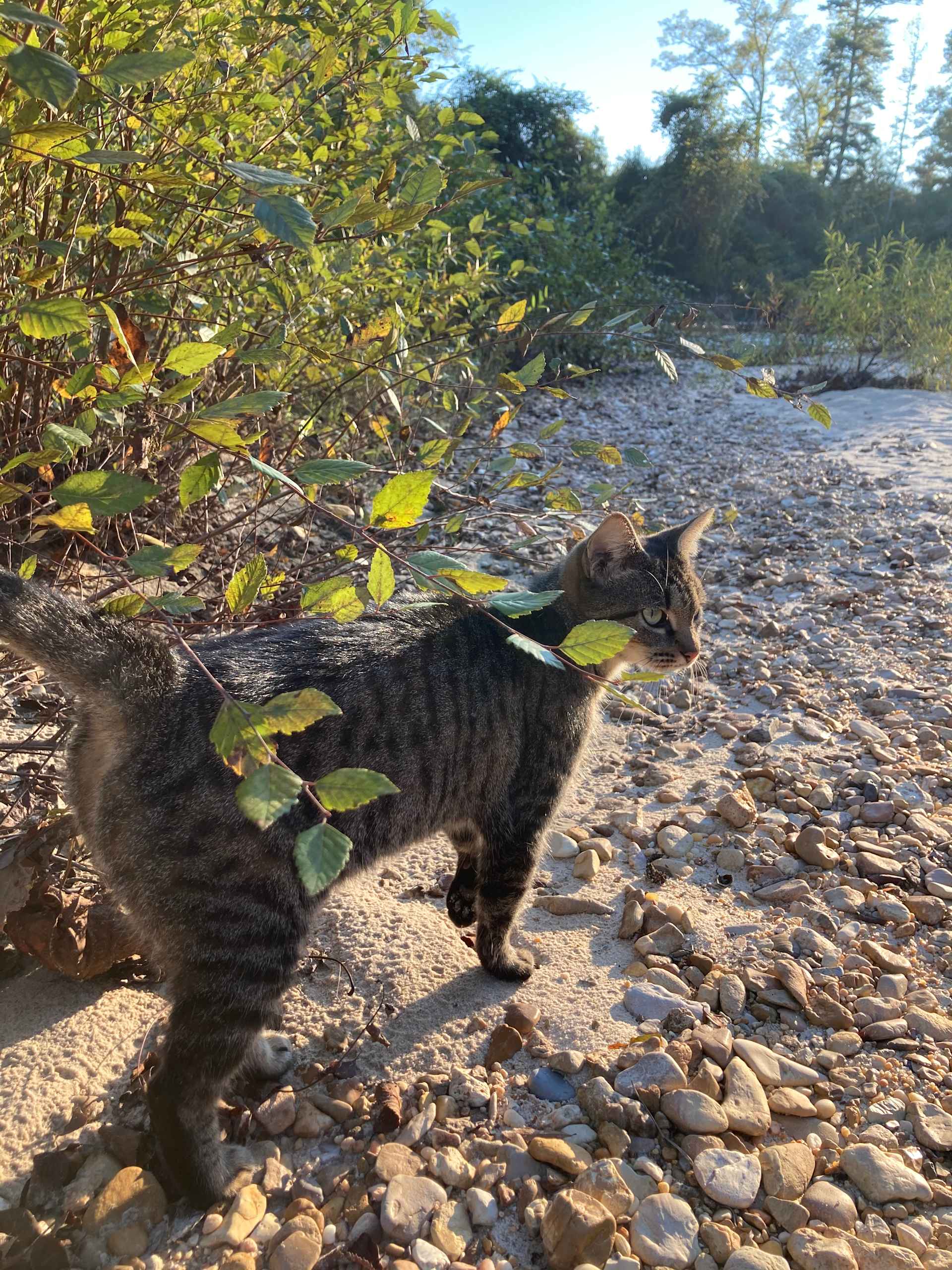 Kitten