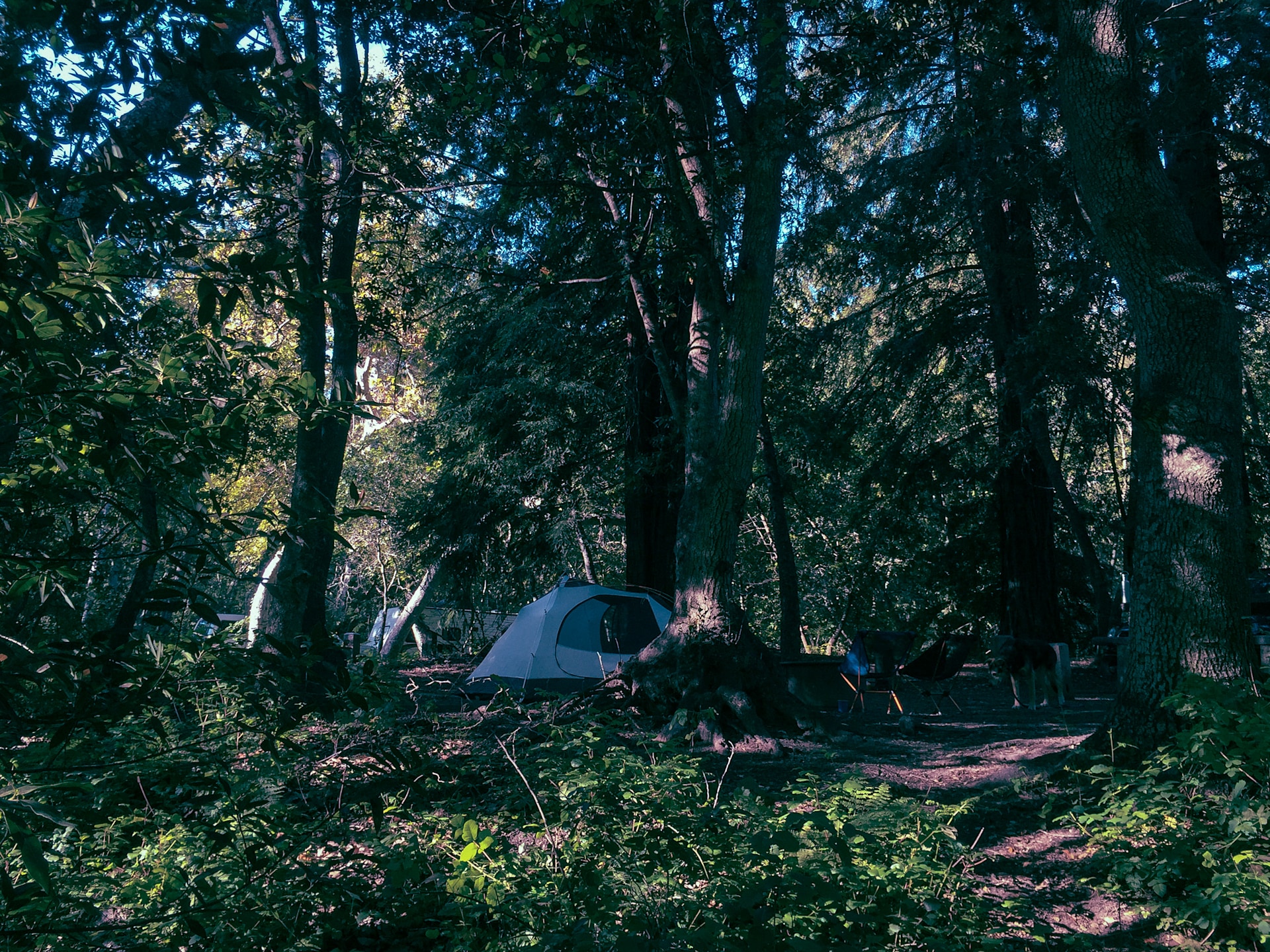 Campsite 177, looking from the river.