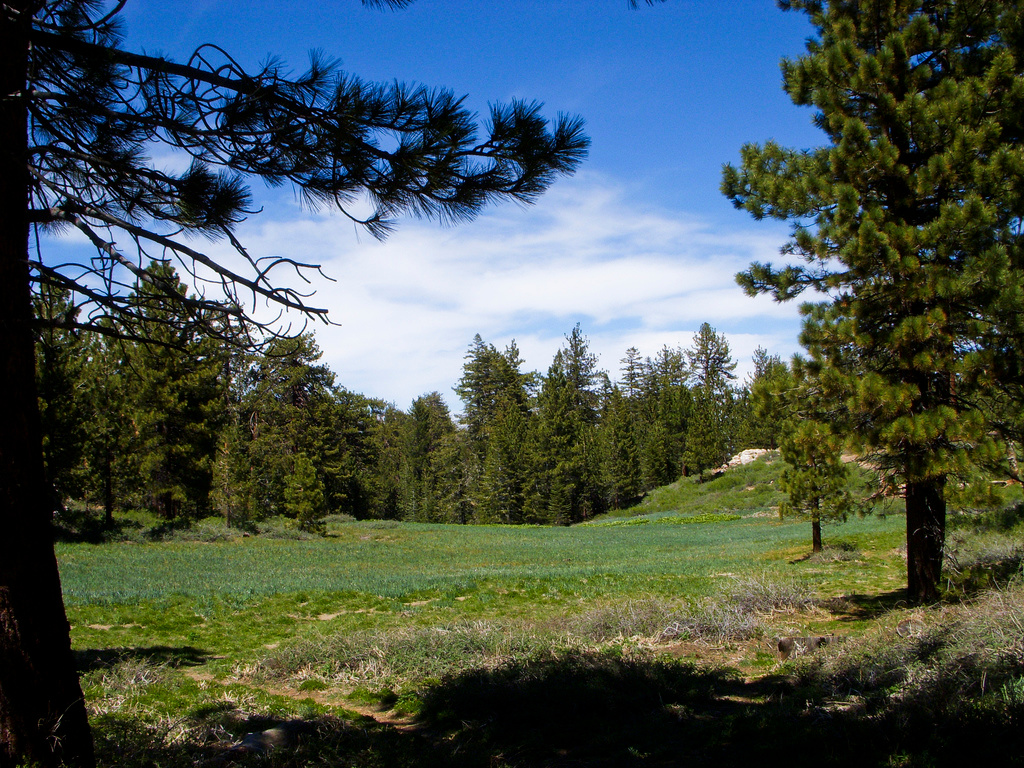 Los Padres National Forest