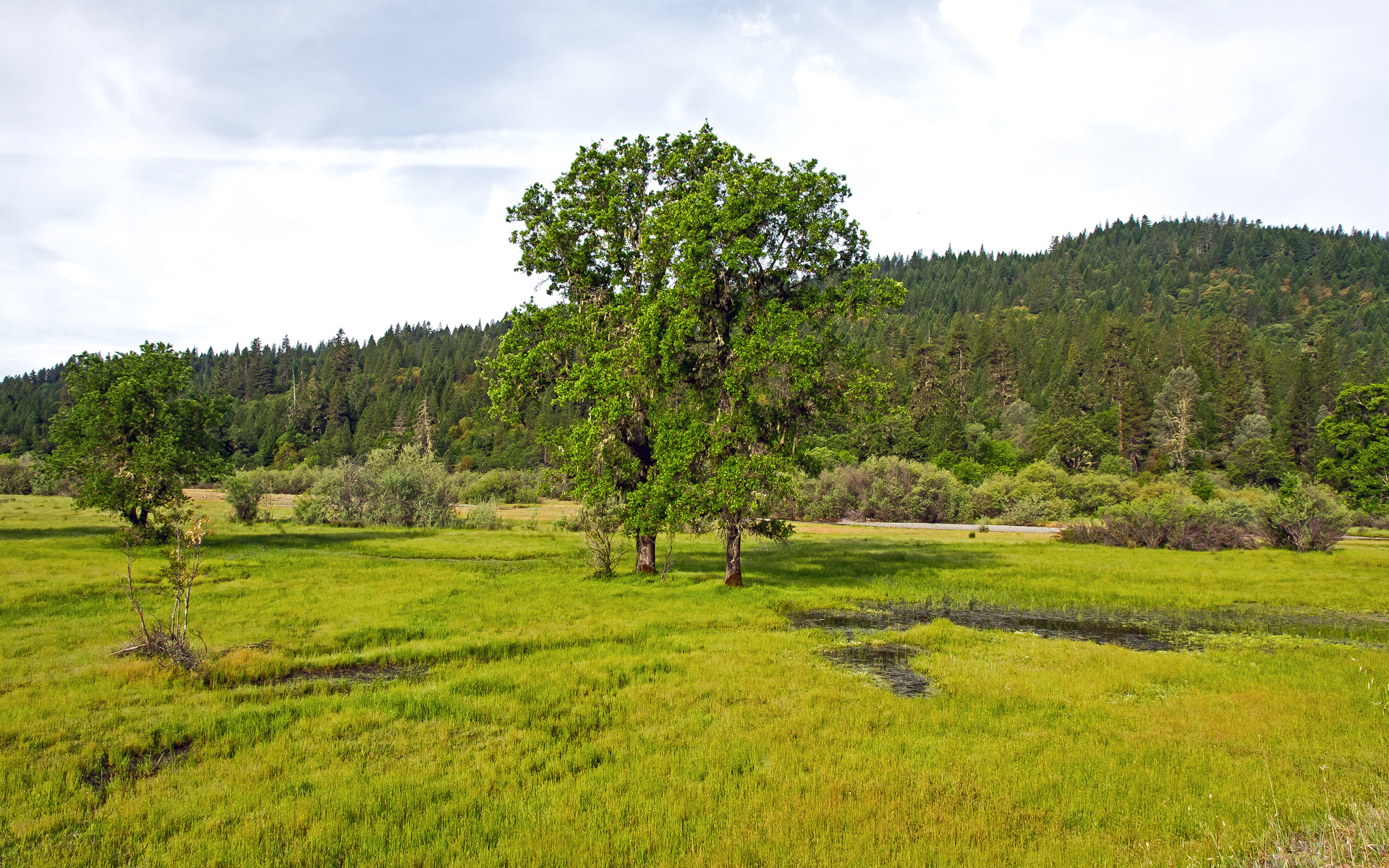 Mendocino National Forest
