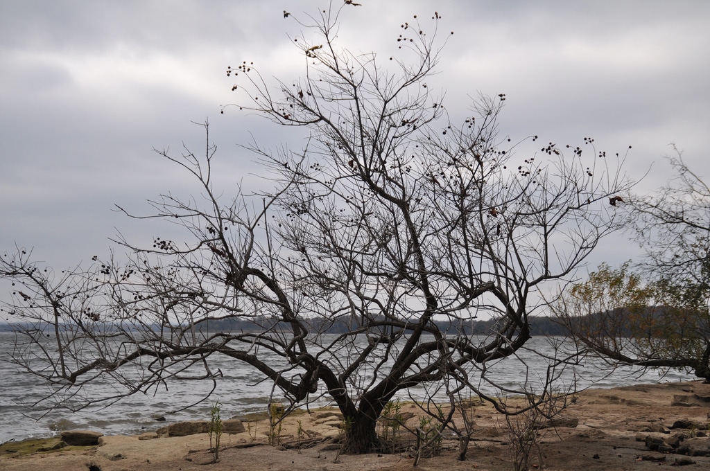 J Percy Priest Lake