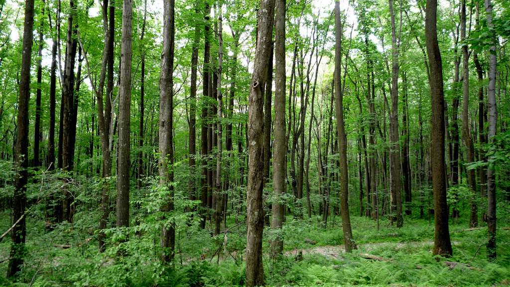 Coopers Rock State Forest