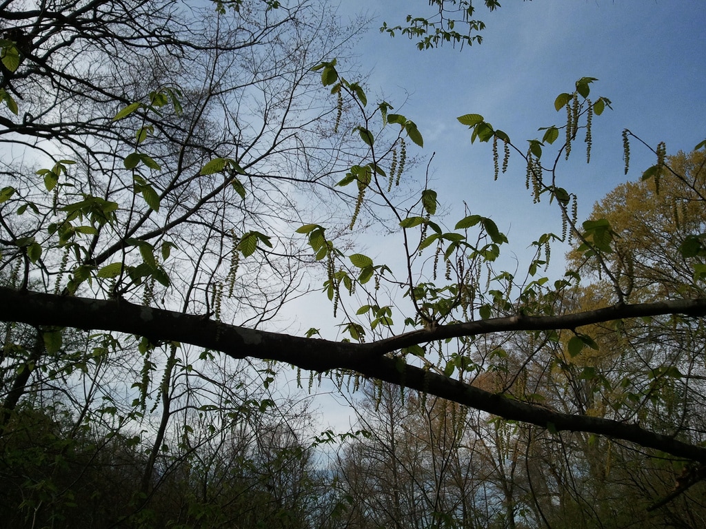 LeFleurs Bluff Campground