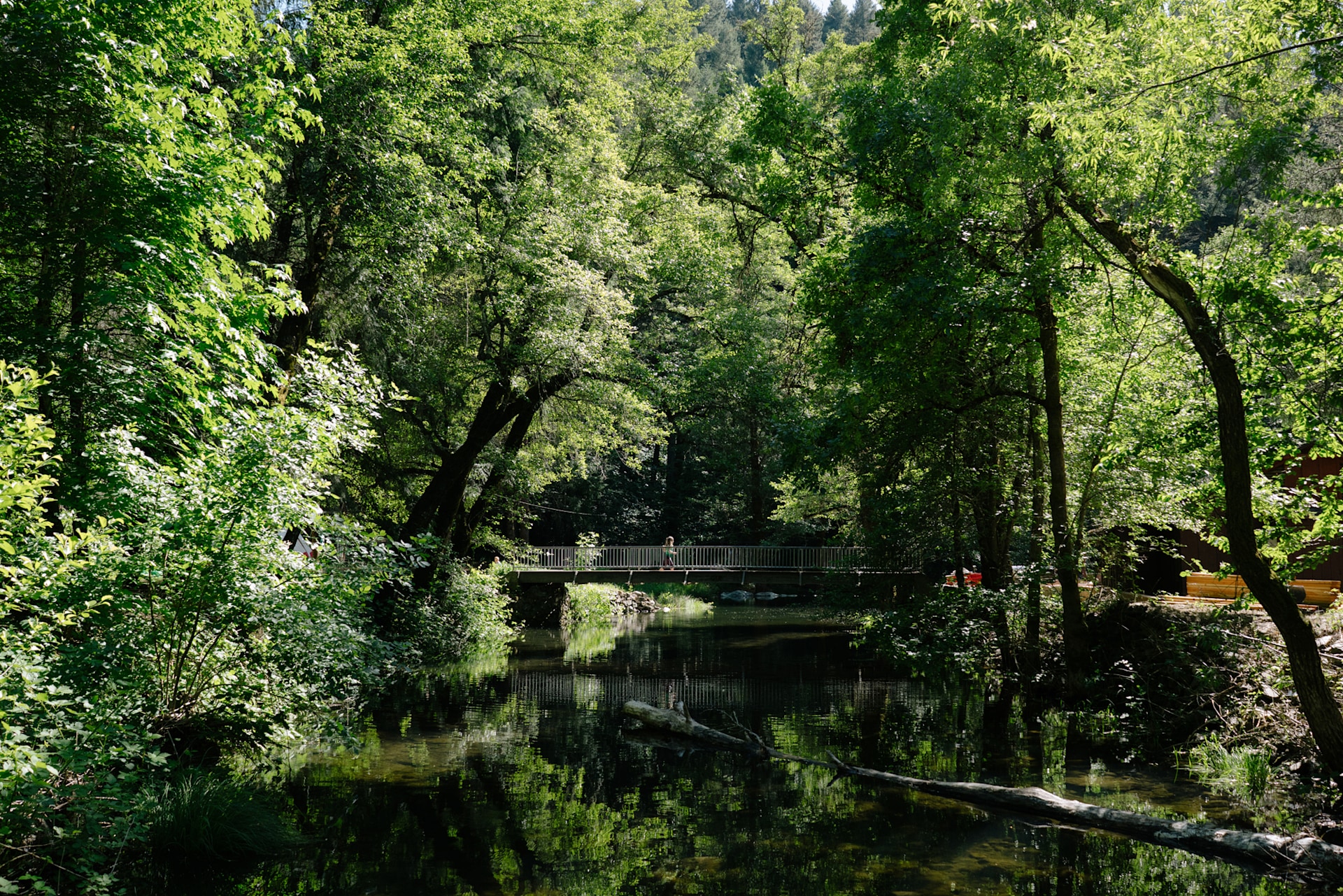 A very long stretch of creek runs through the property and a good portion of it can be accessed. Photo by Nic Castellanos.
