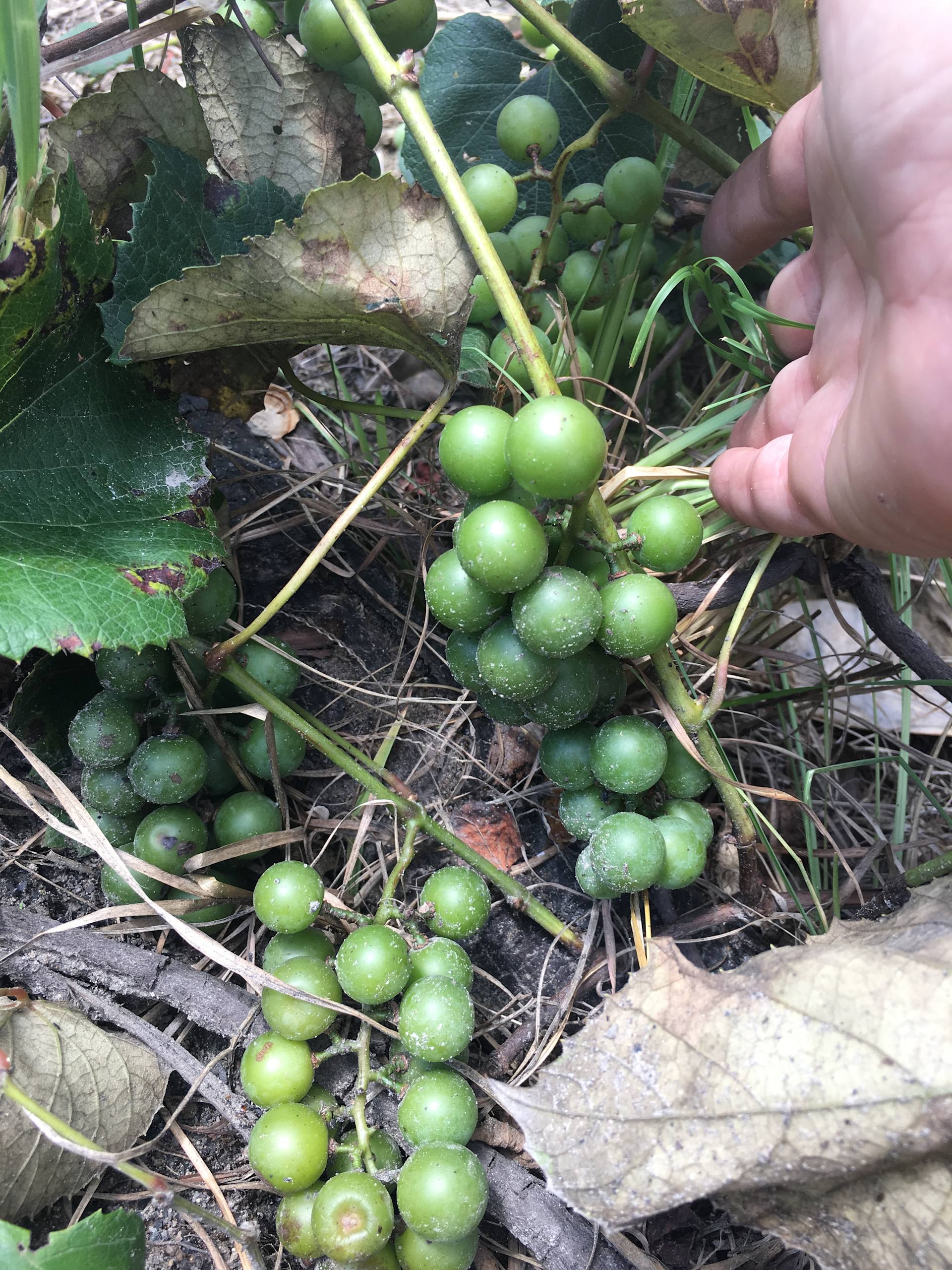 Our grapes getting ready for harvest