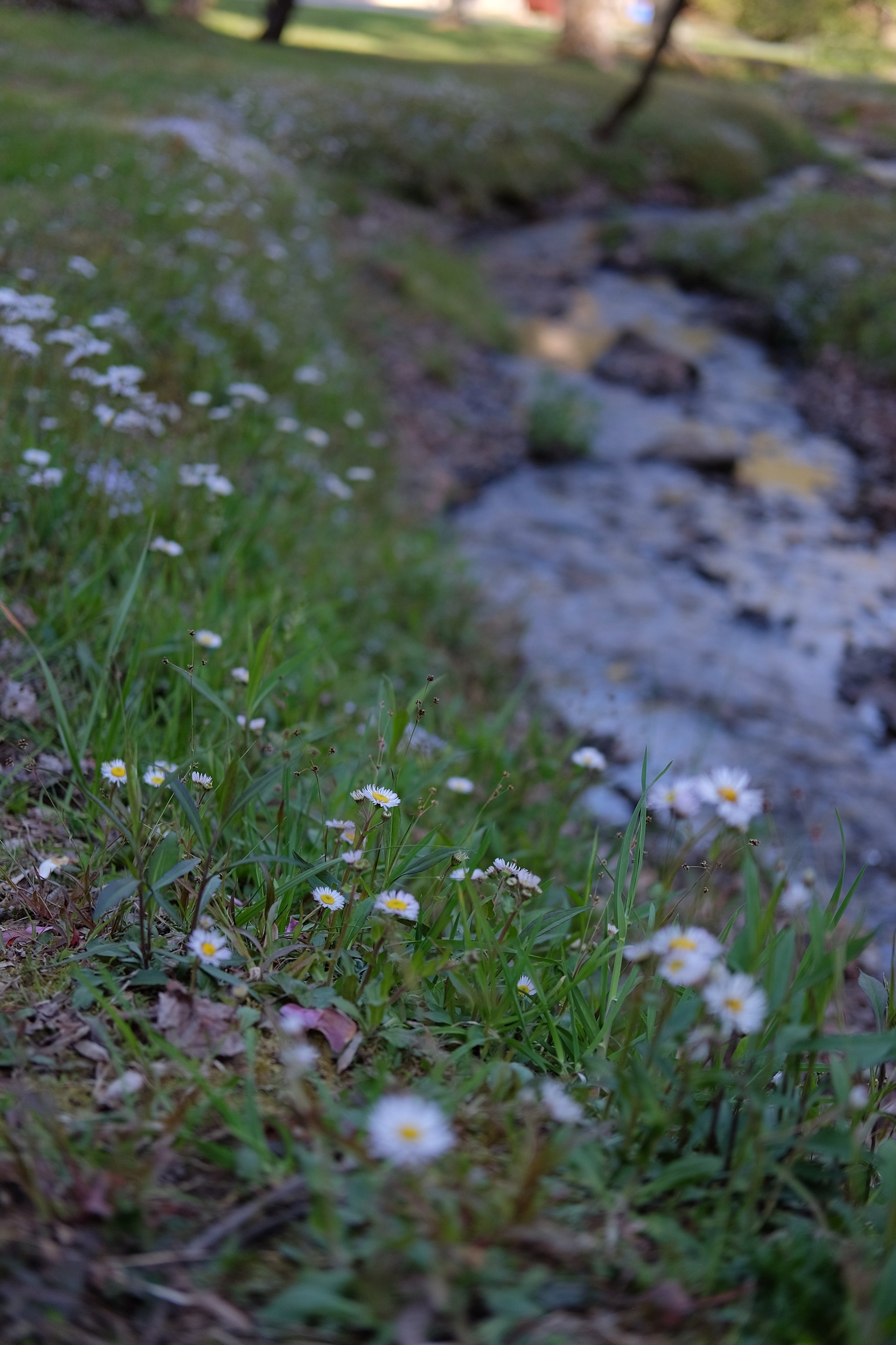 Vogel State Park