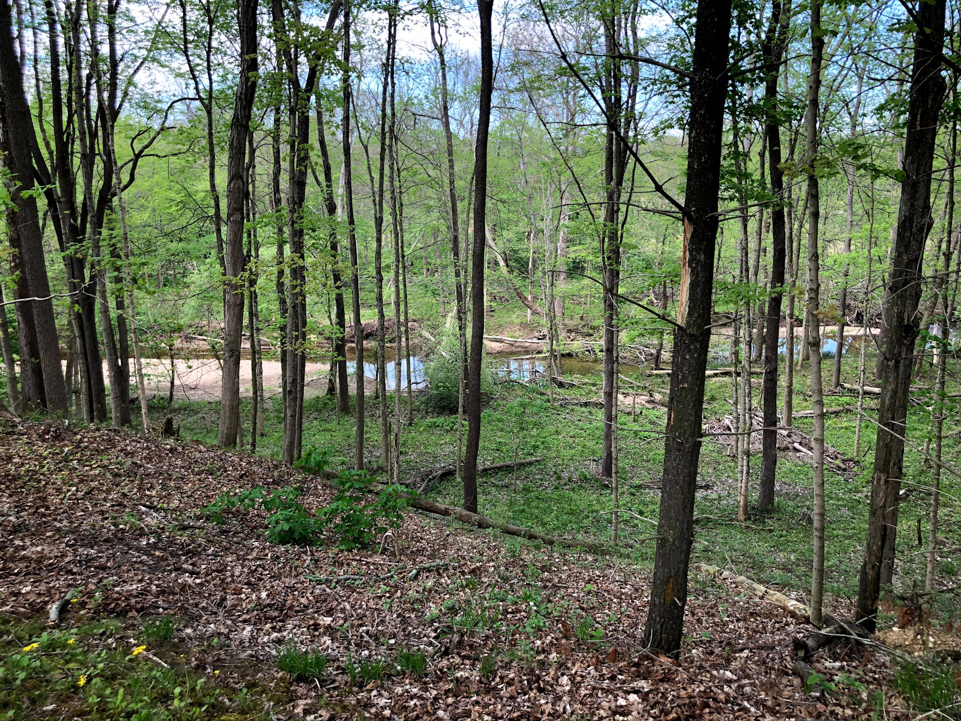 View of creek from the campsite