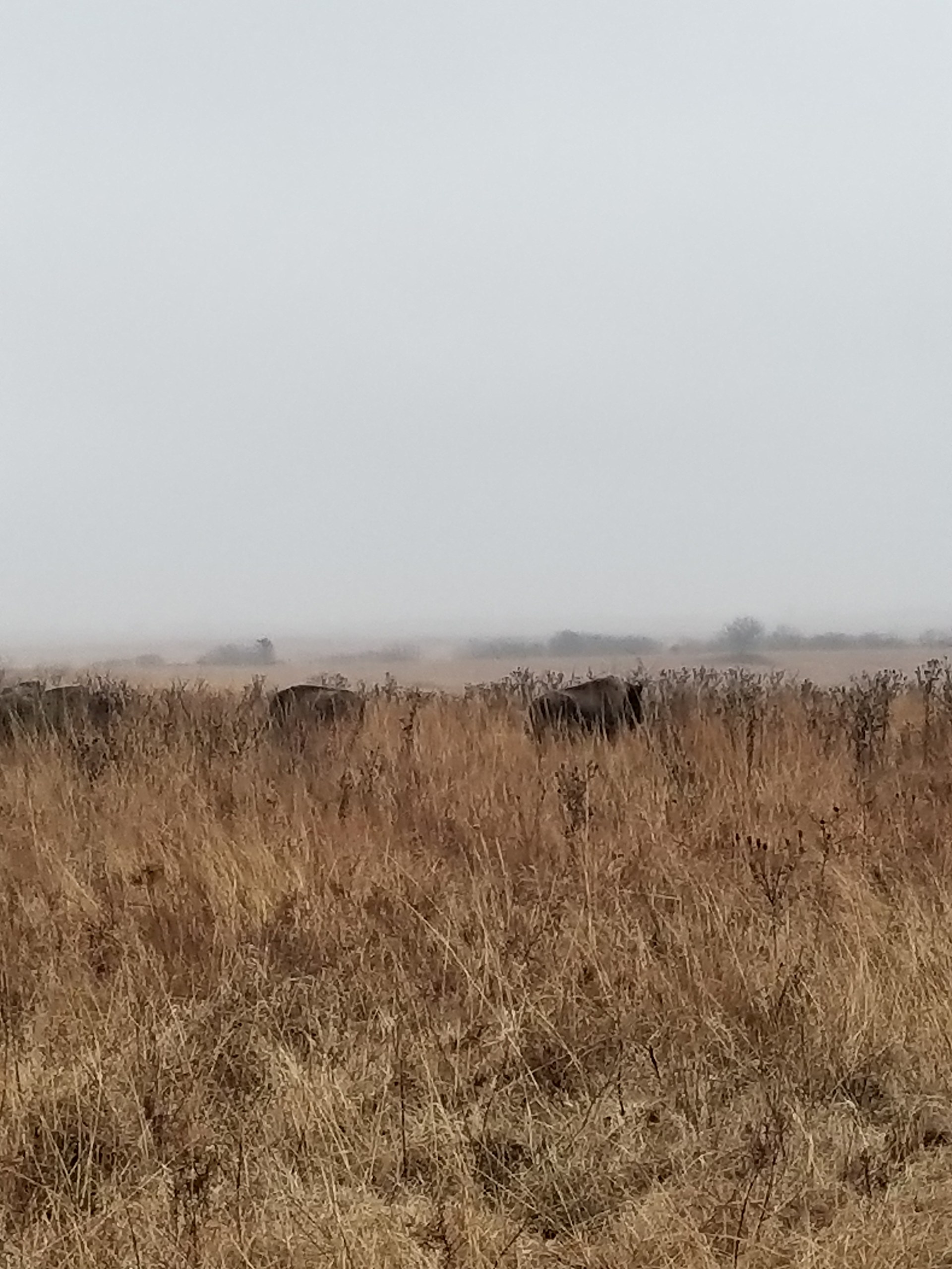K.C. Ranch