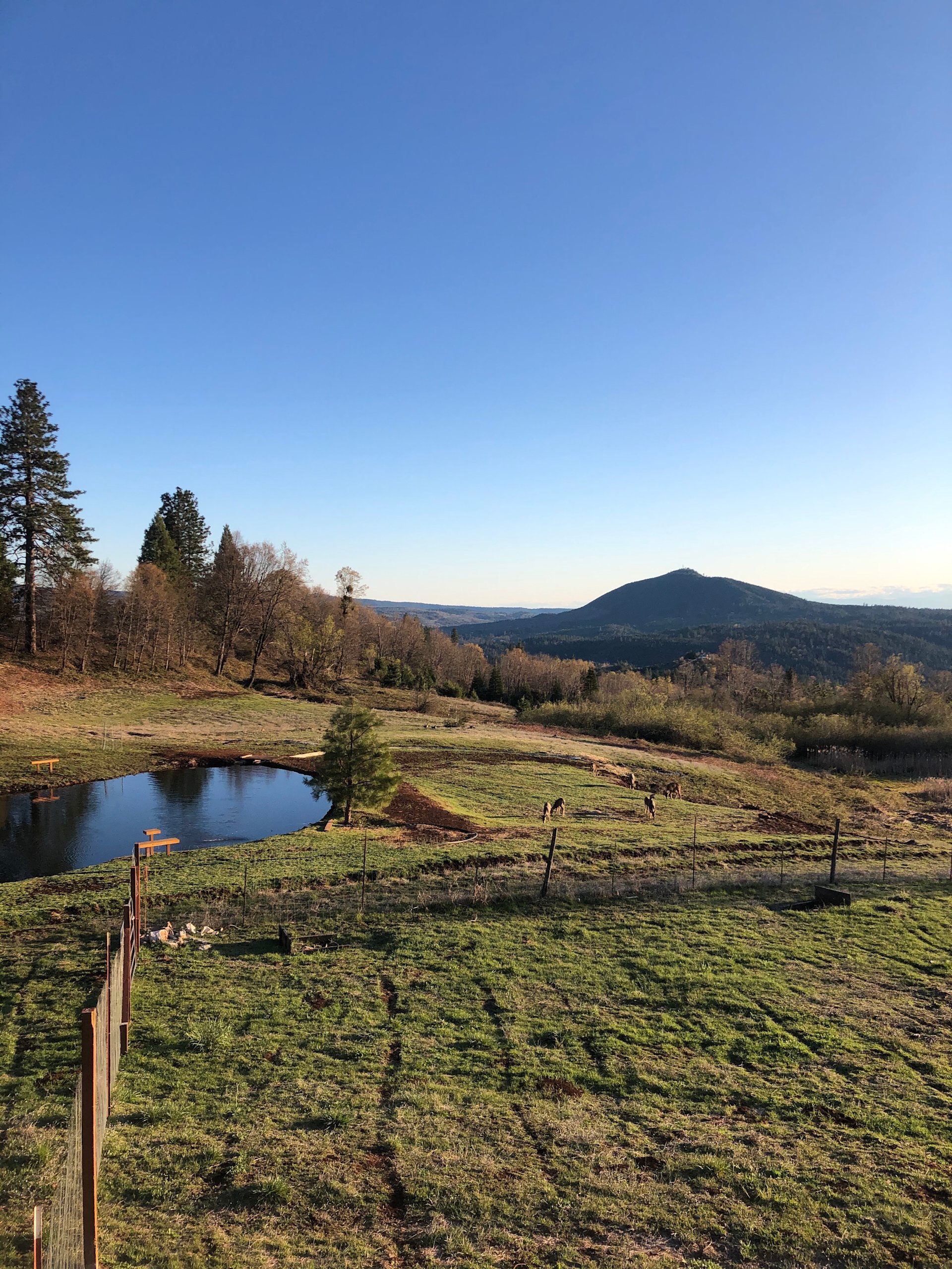 A view of our pond in summer with some of our local deer. 