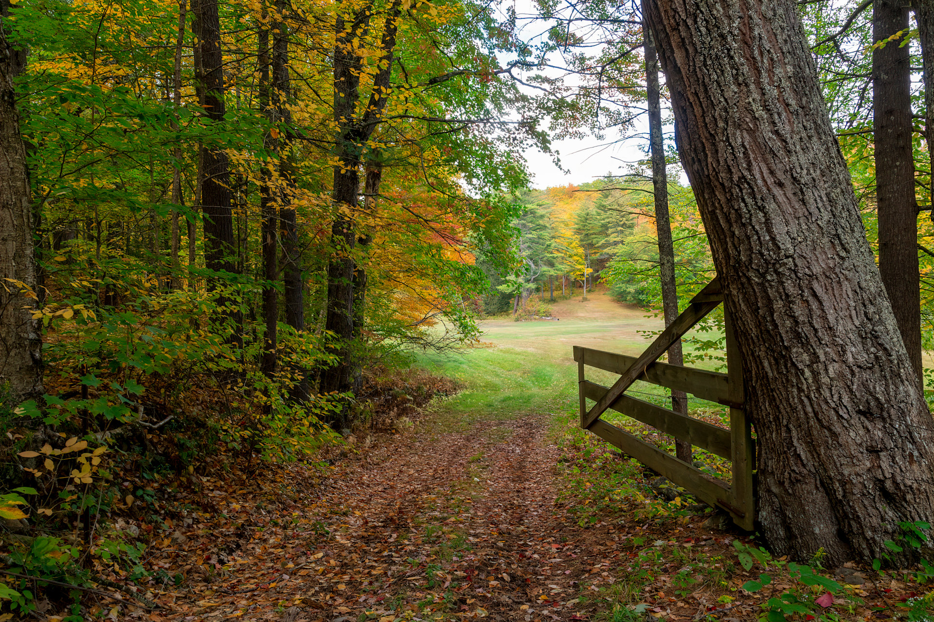 Entry from the wooded sites, to the meadow sites