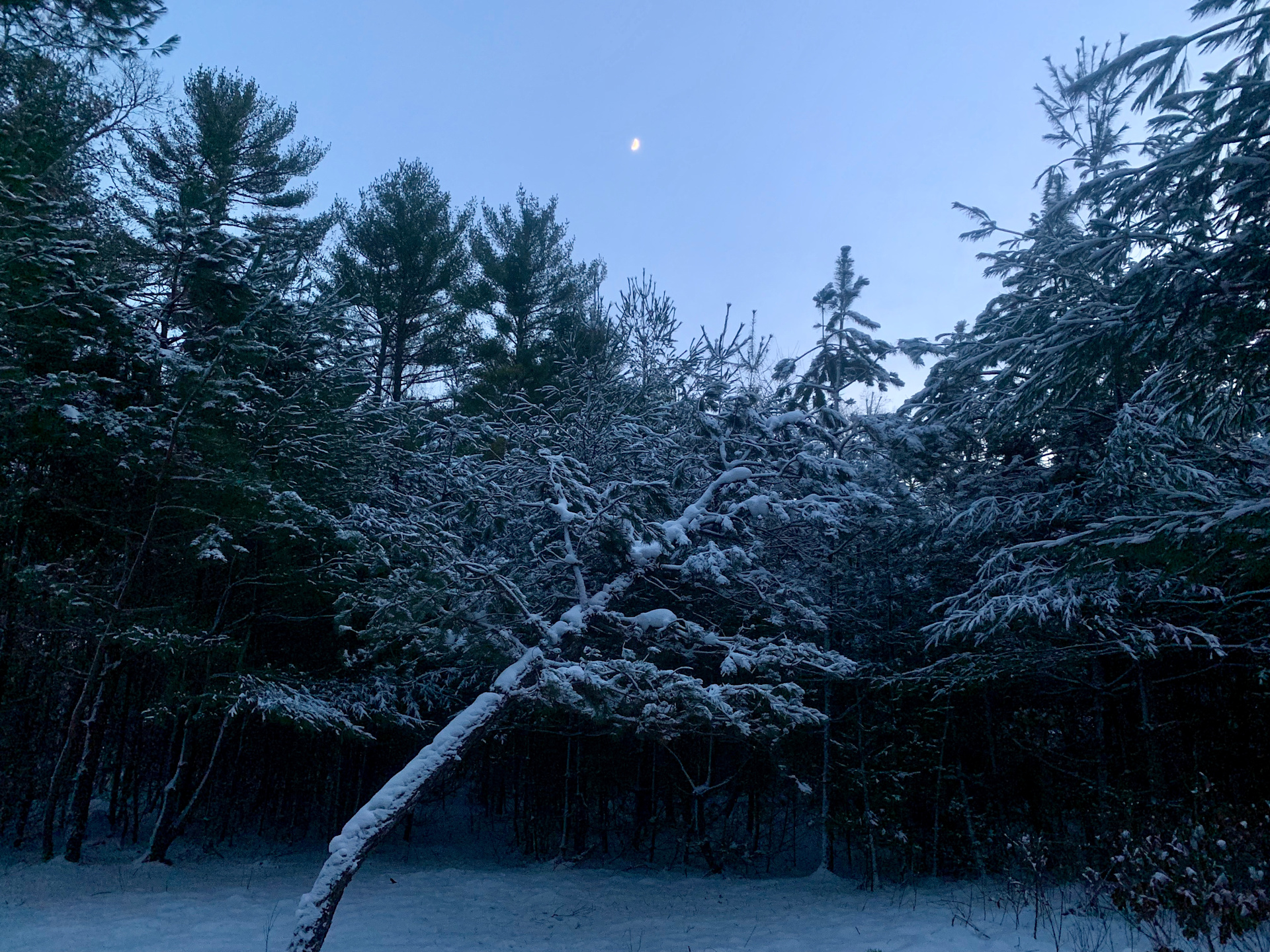 Entry point to little trail system on the property among the short pines during sunset after a snow storm. 