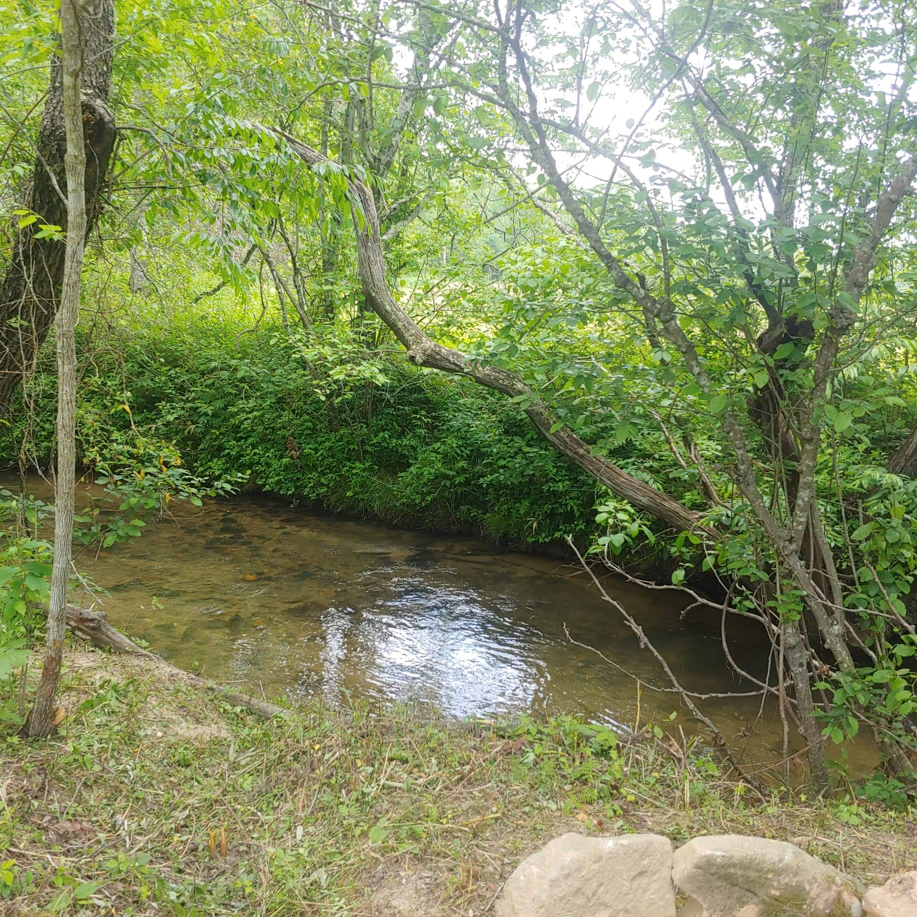Site 4 - Creek is more quiet here with a nice sandy bottom.