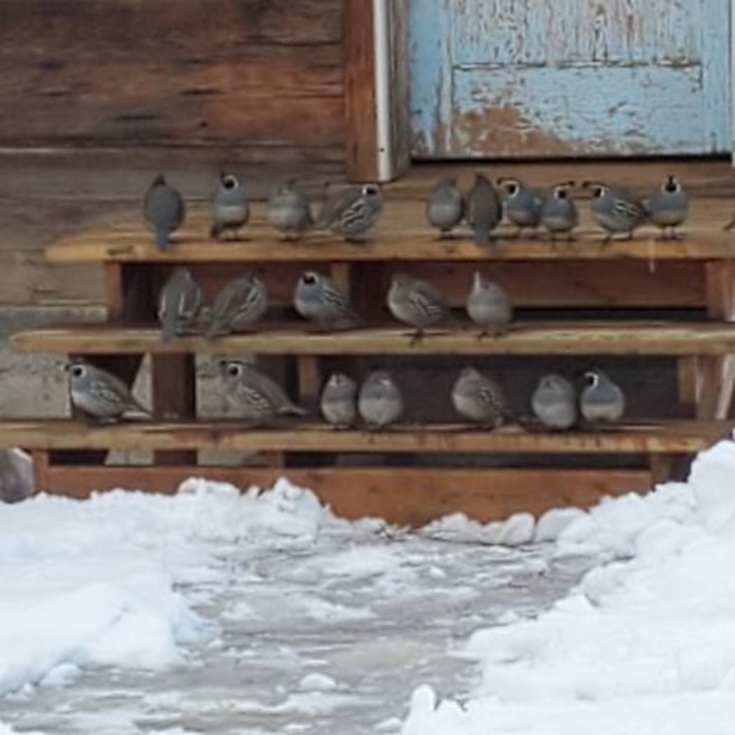 Quail Run RV Park