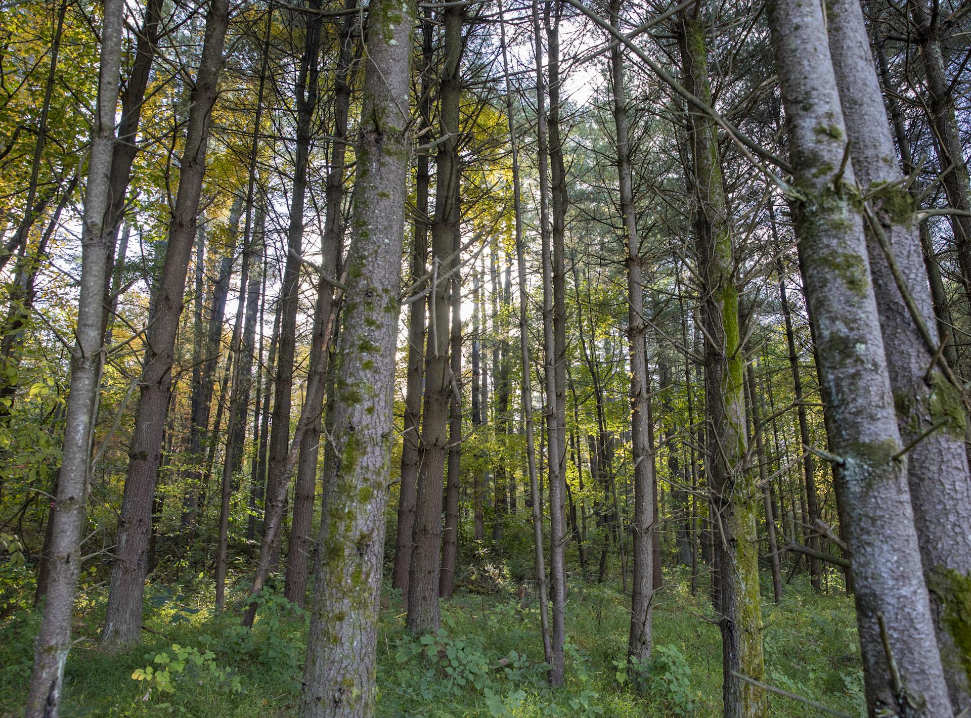 Quiet Pines