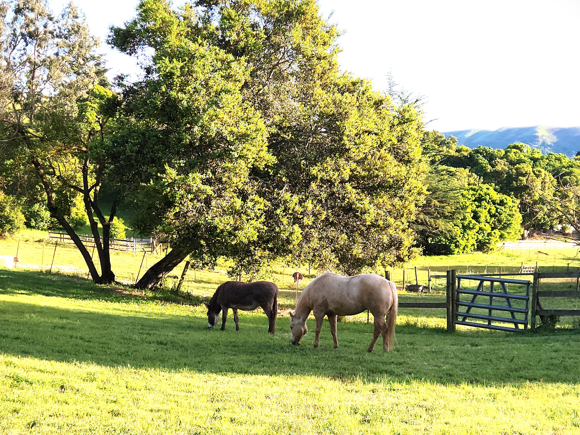 "Mi Querida" -Peaceful, Comfortable, Convenient- Family/Pet Friendly