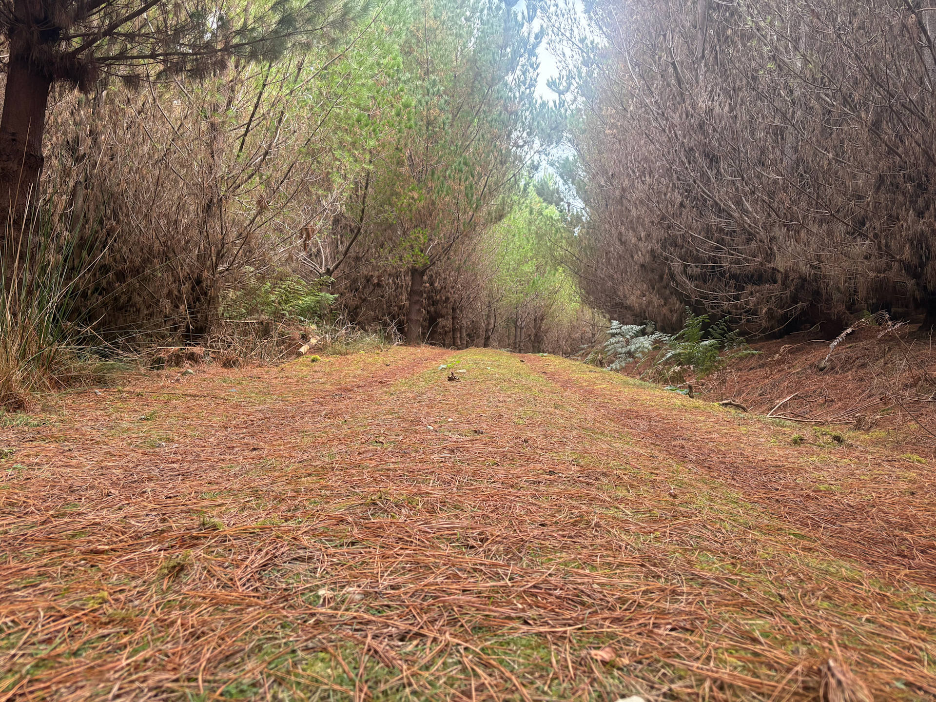 🌿 Wild Pine Haven – Private Forest