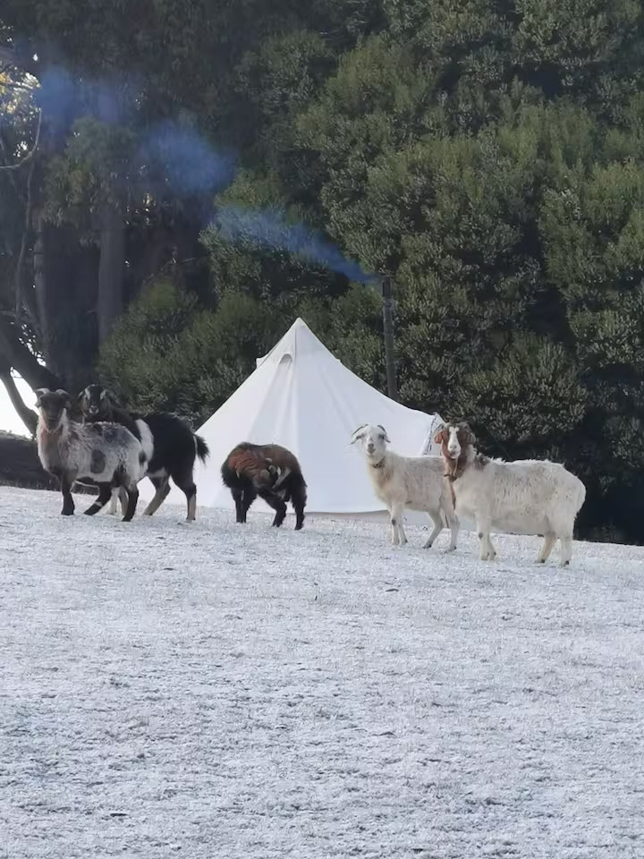 The Top Paddock