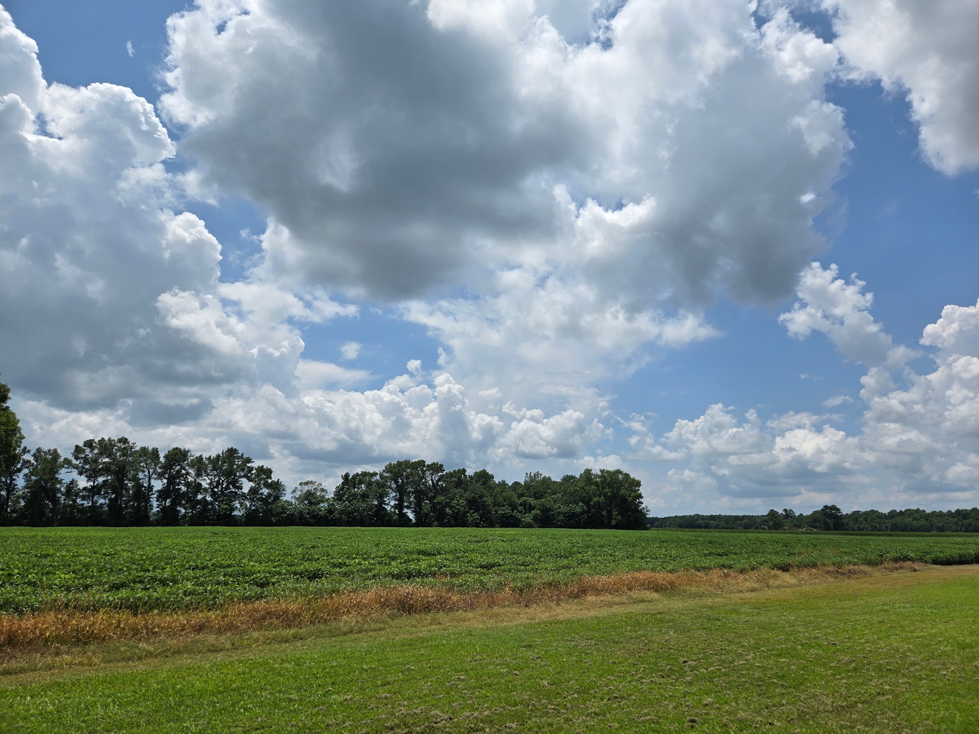 Three Pecans Farm