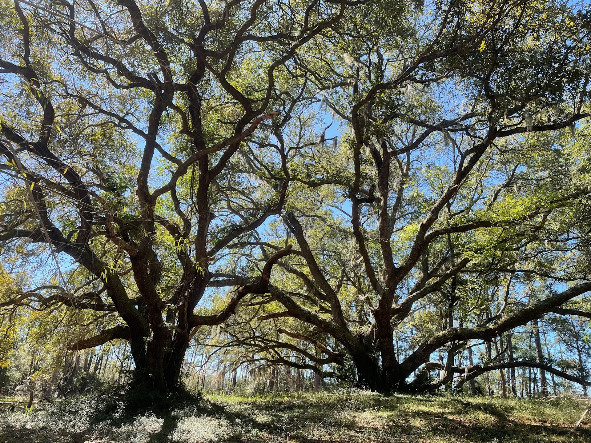 160 Acres  1700's waterfront forest