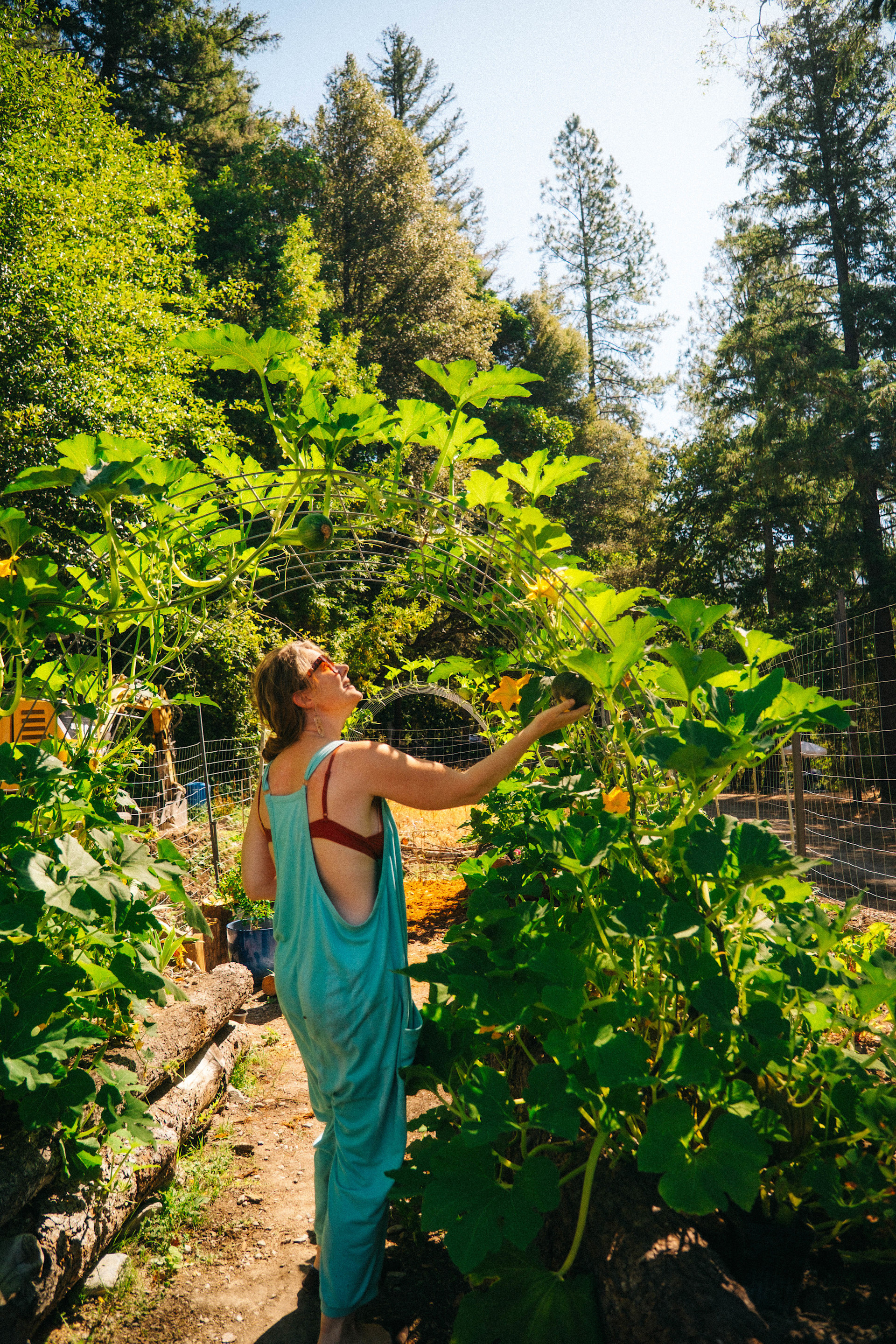 communal veggie garden