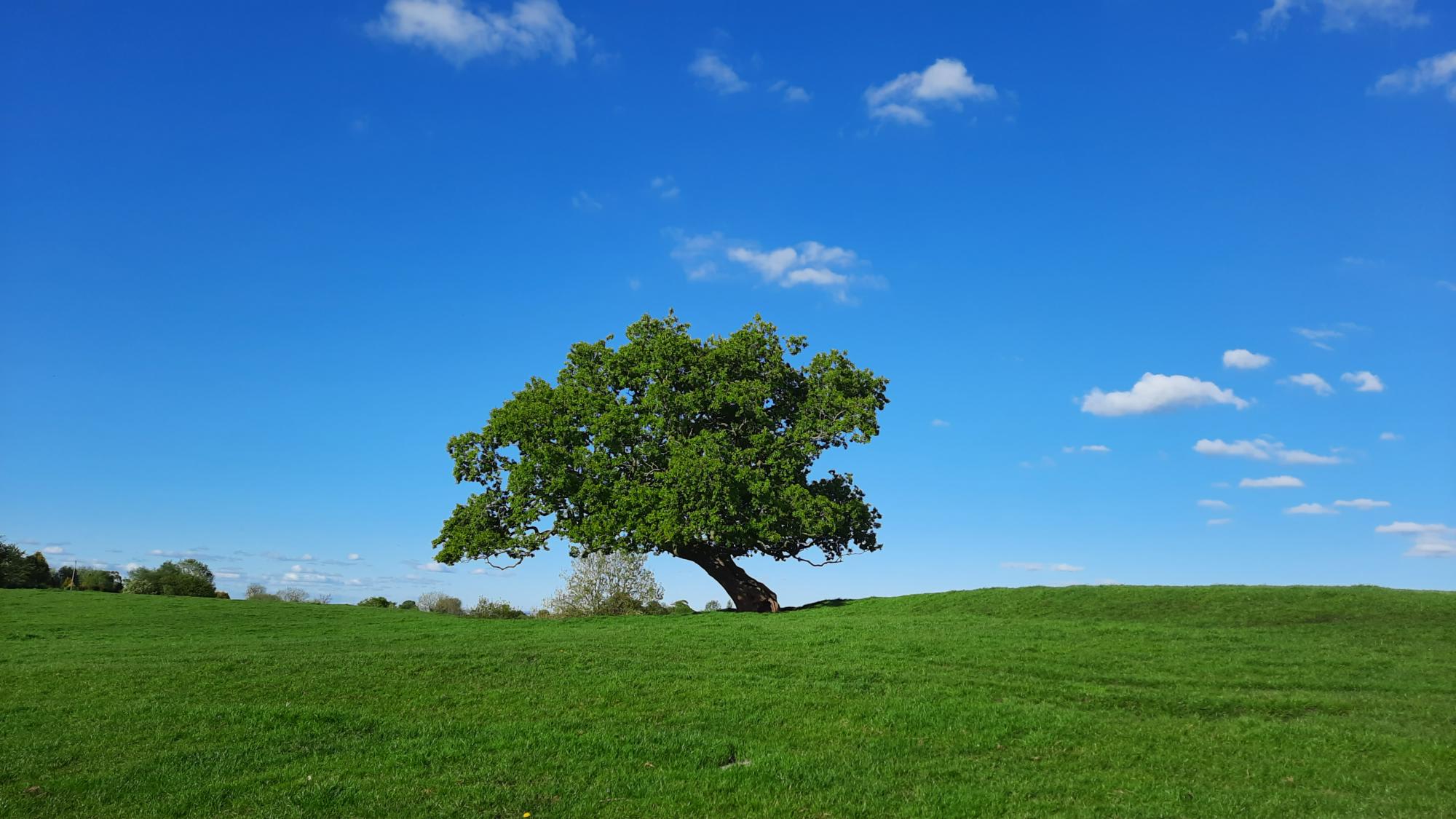 Tipsy Tree
