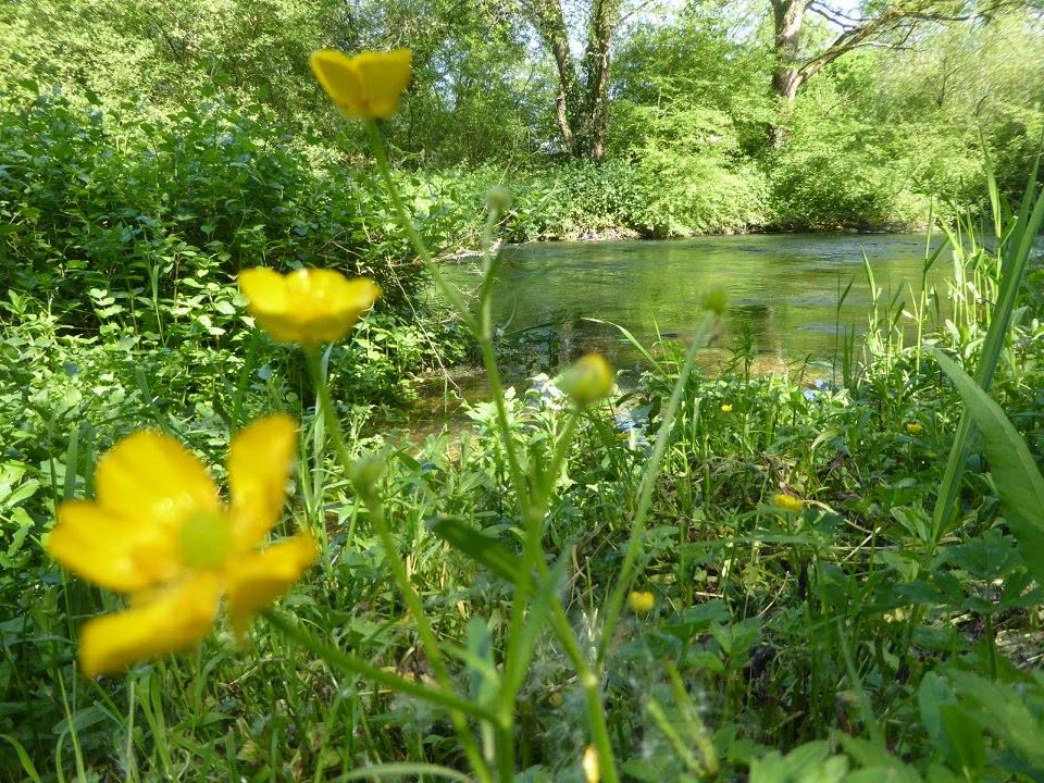 Kingcups in spring
