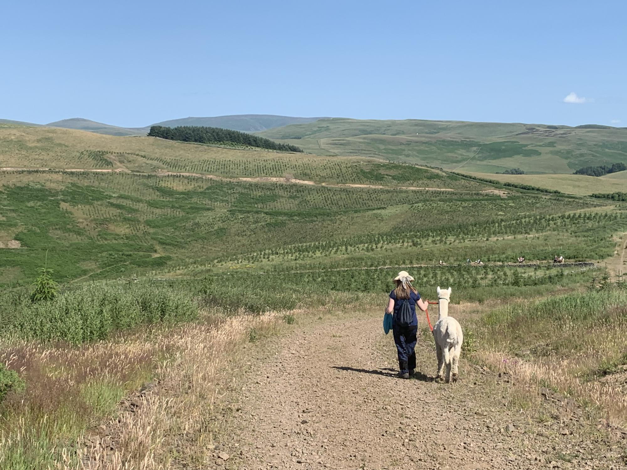 Alpaca Paddock
