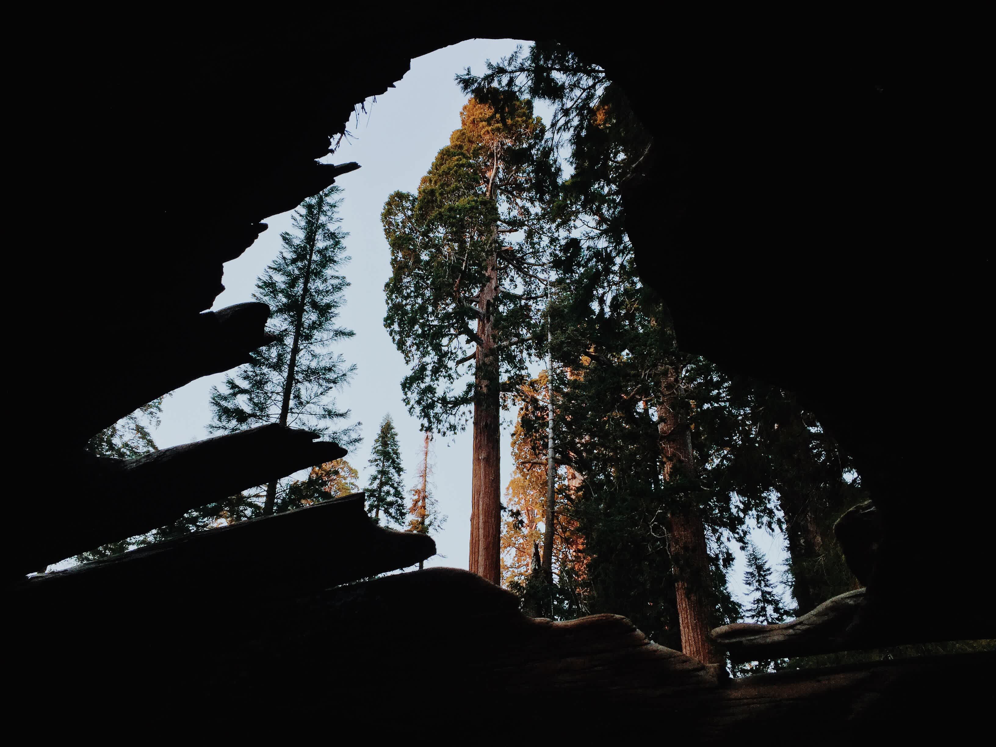 Grants Grove.