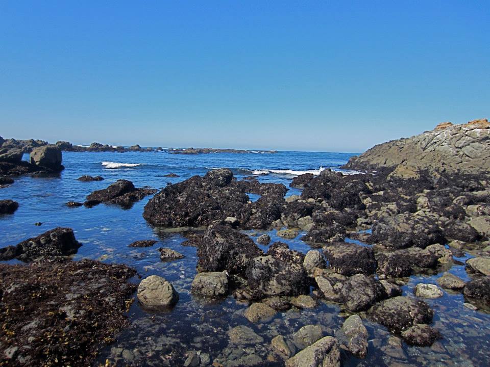 Tidepools! Very close to campground