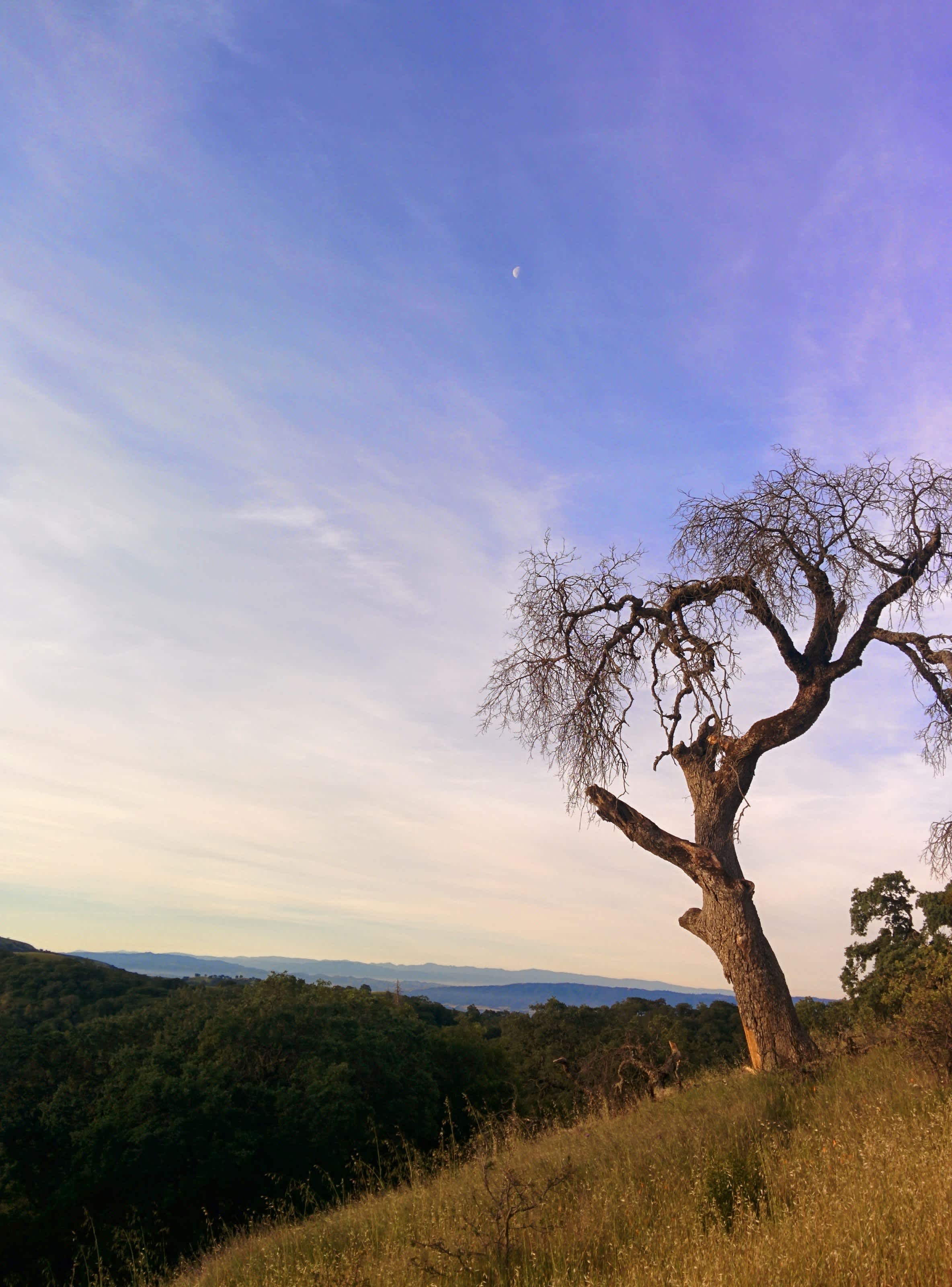 Awesome camp ground - amazing views and spectacular oak trees. Lots of families, so not very quiet, but that's car camping for you.