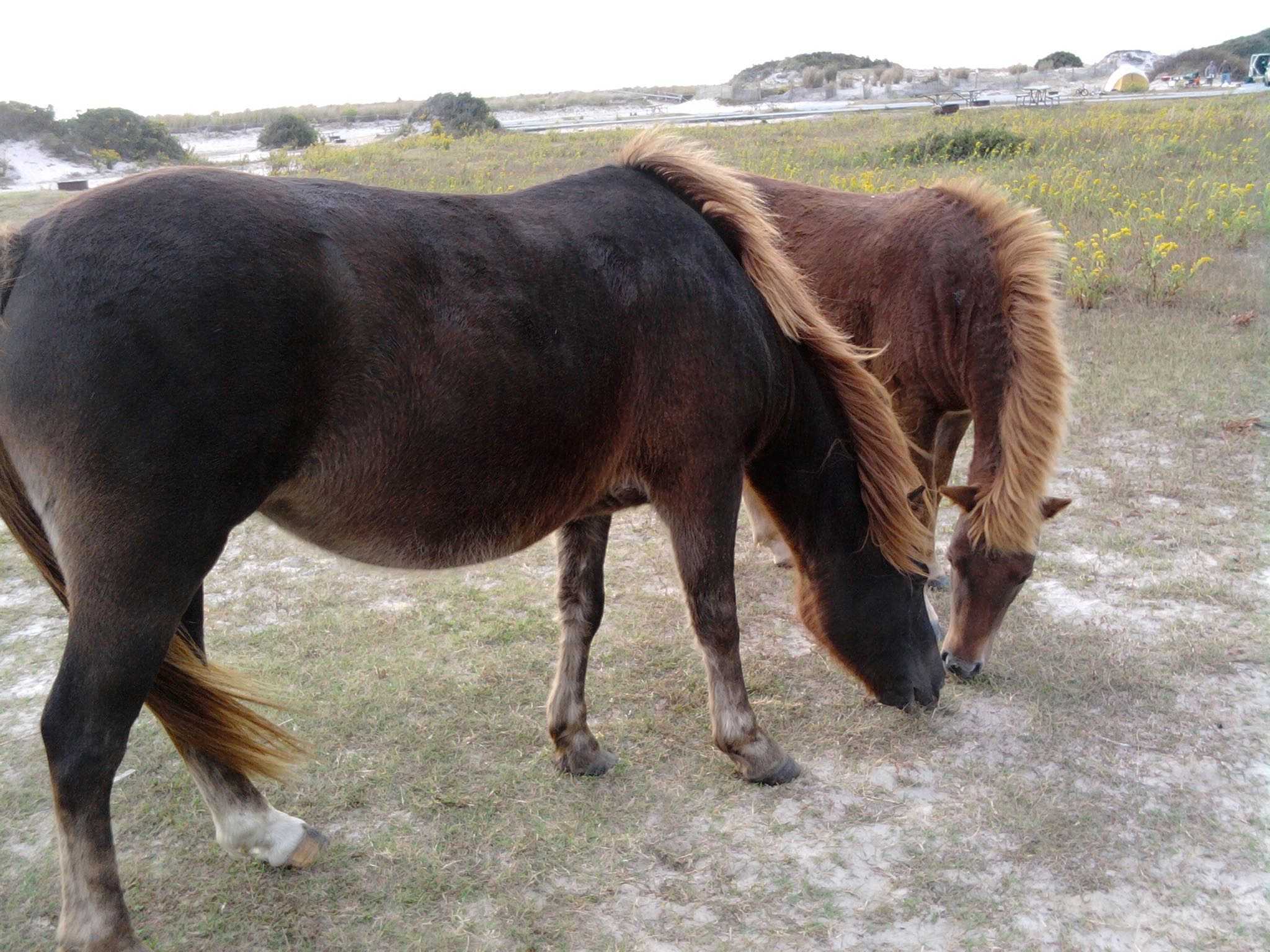 Assateague Campground