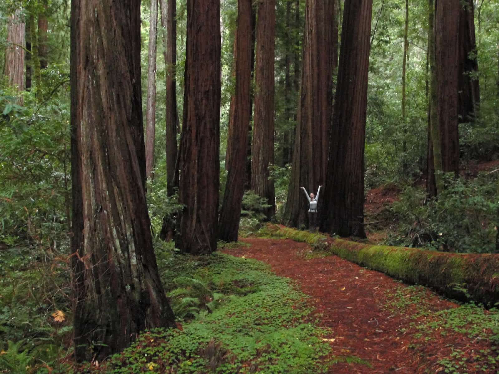 Sequoia Group Camps