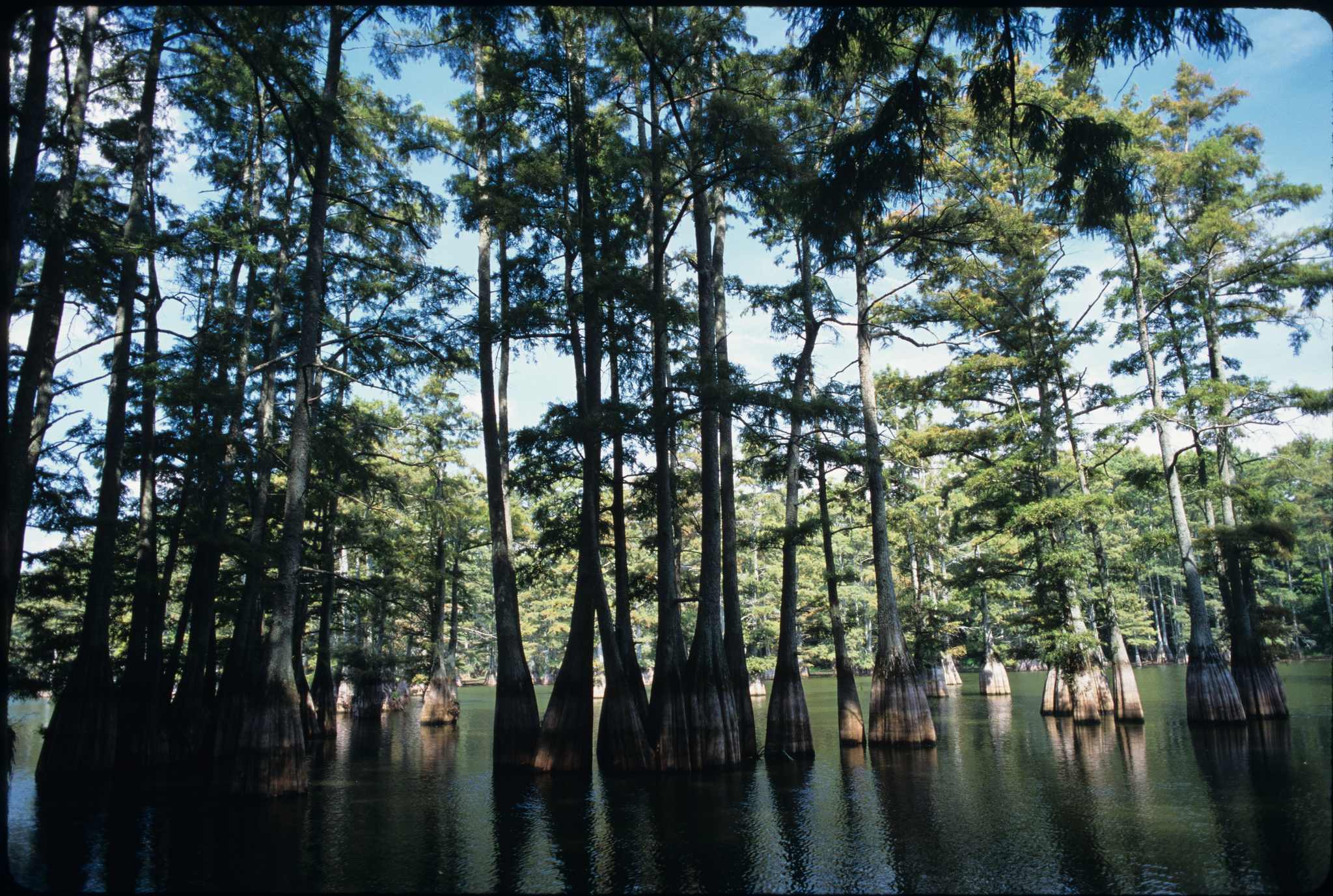 Big Thicket Backcountry