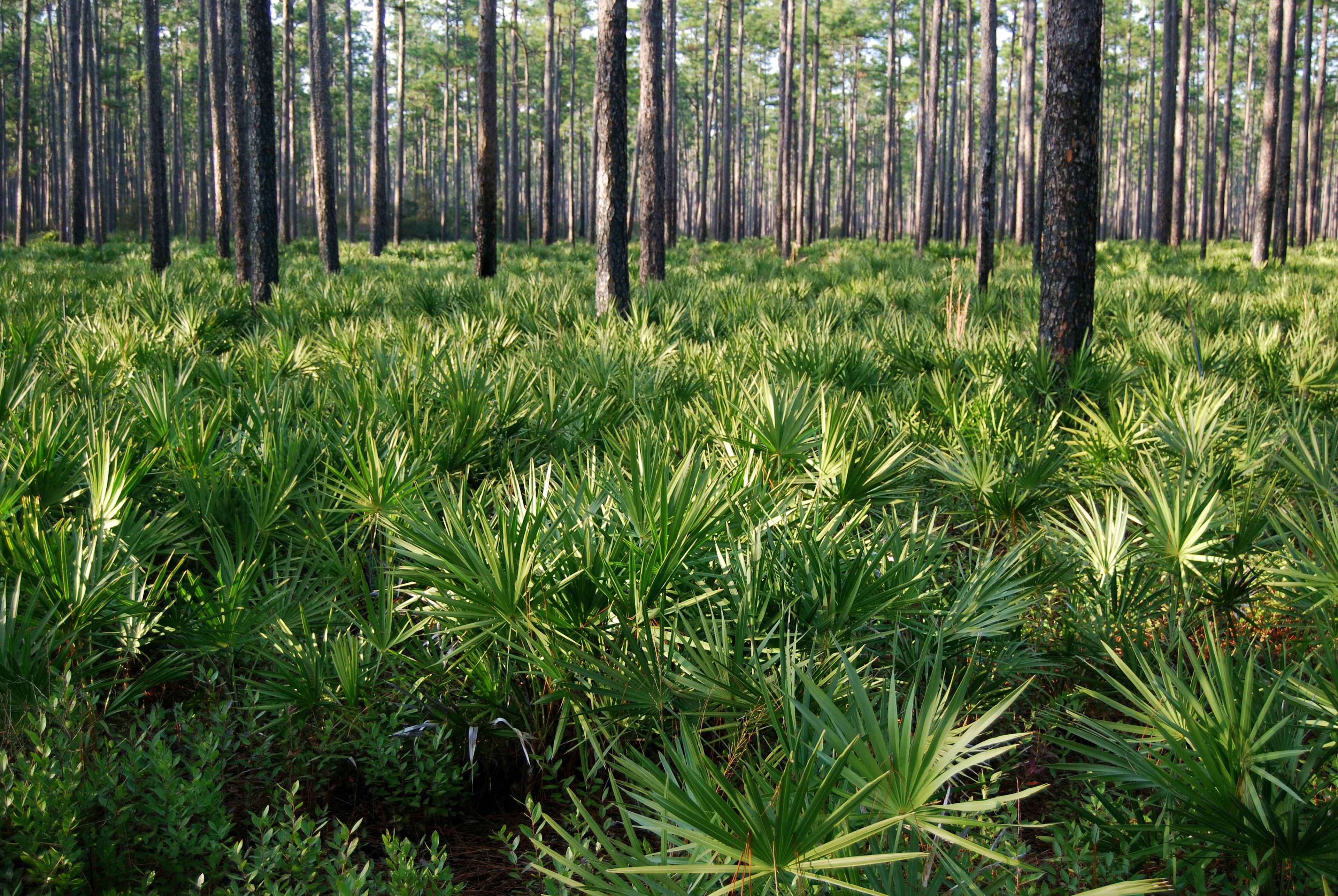 Florida Trail Primitive Campground