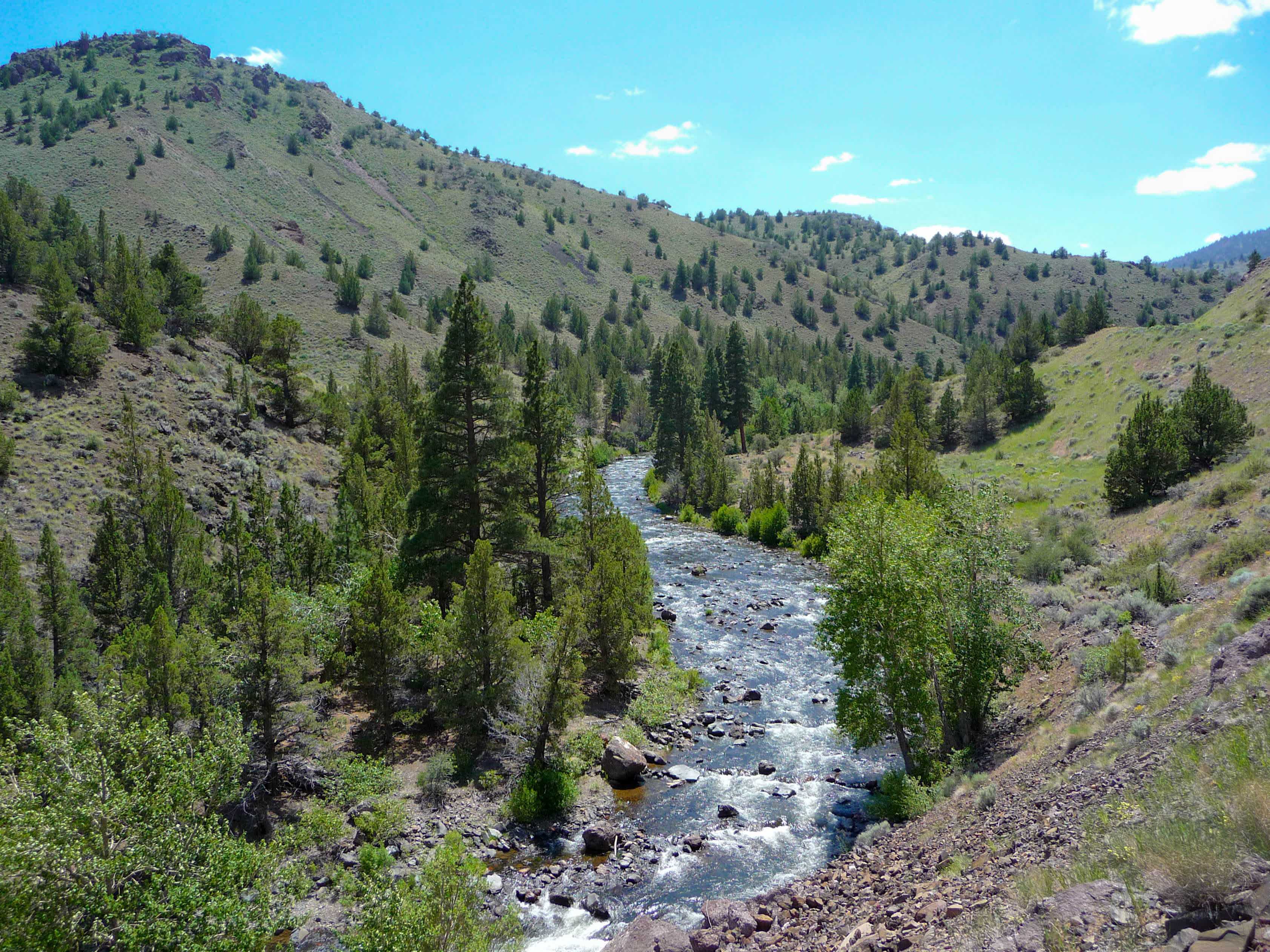 Corral Springs Forest Camp