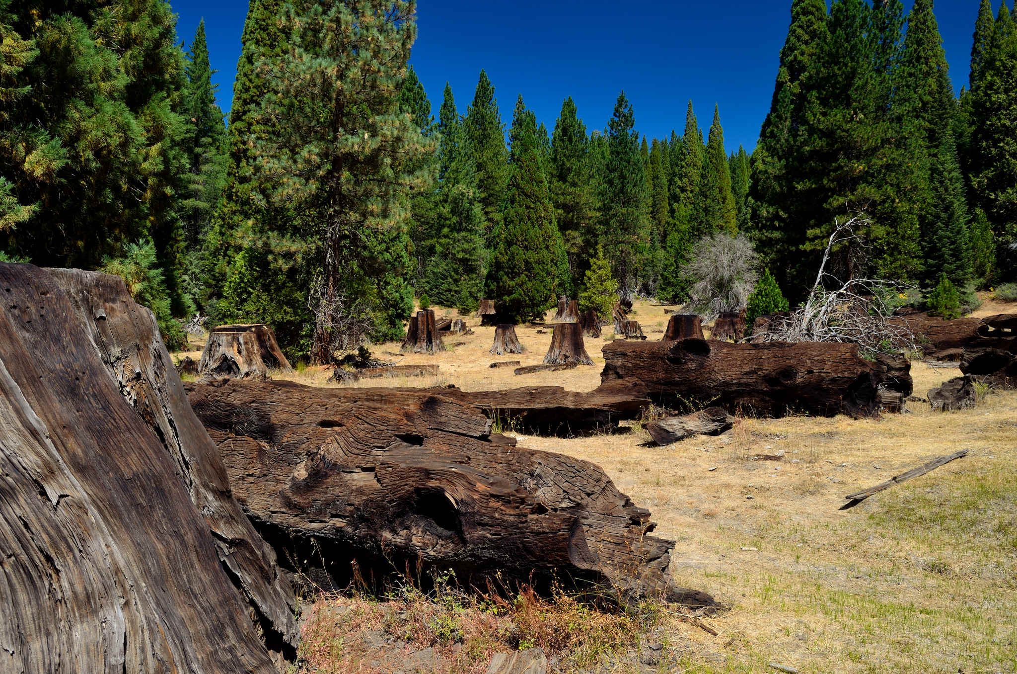 Wishon Campground