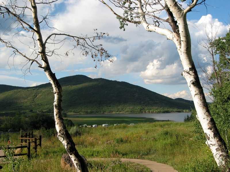 Aspen Grove