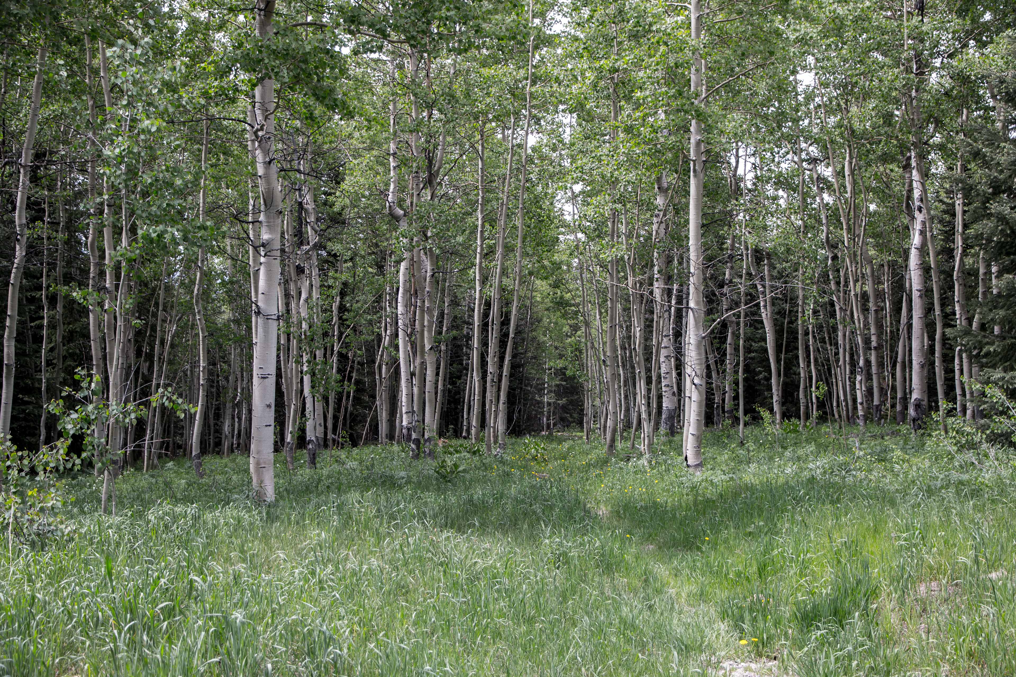 St. Louis Creek Campground