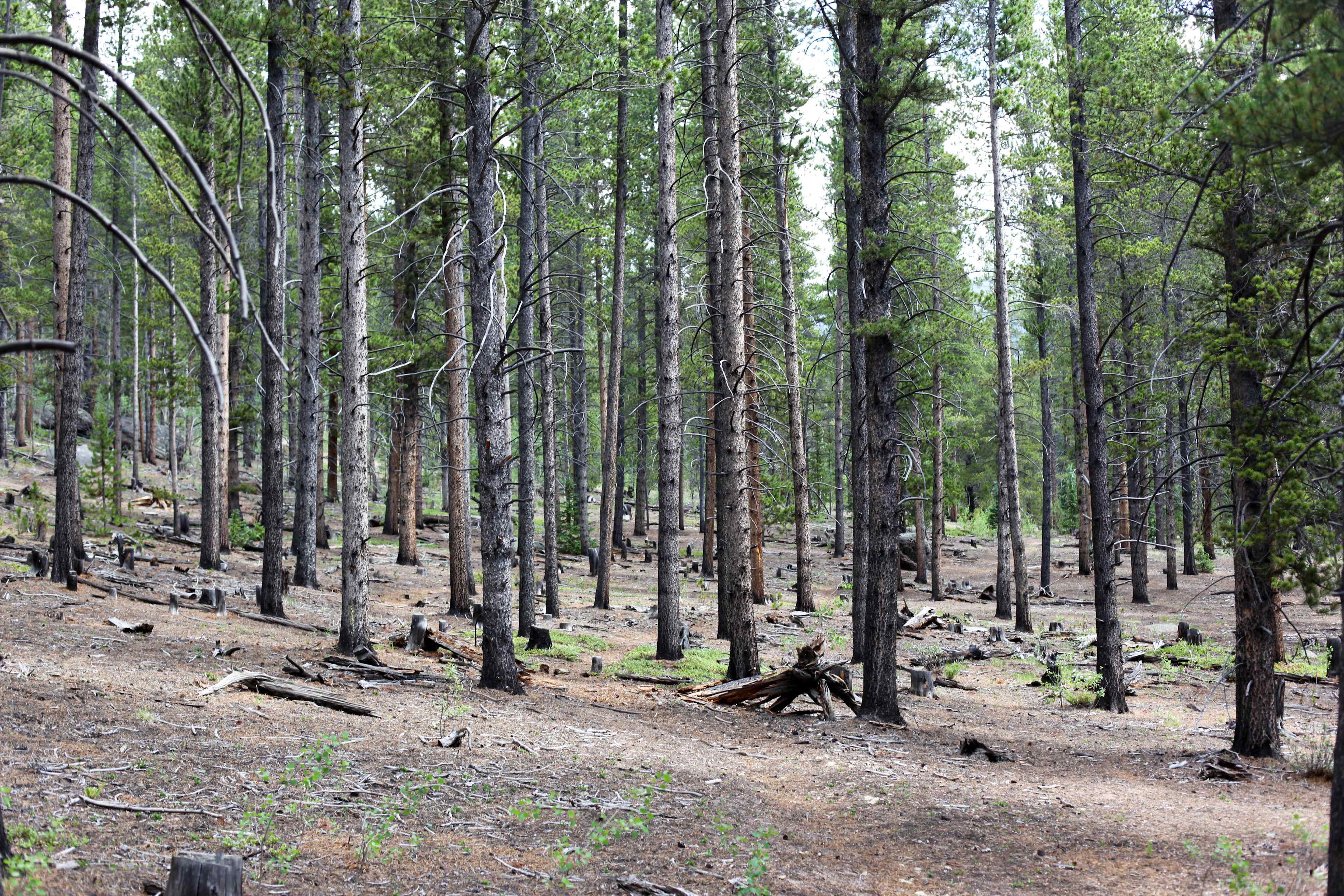 Meadow Ridge Campground