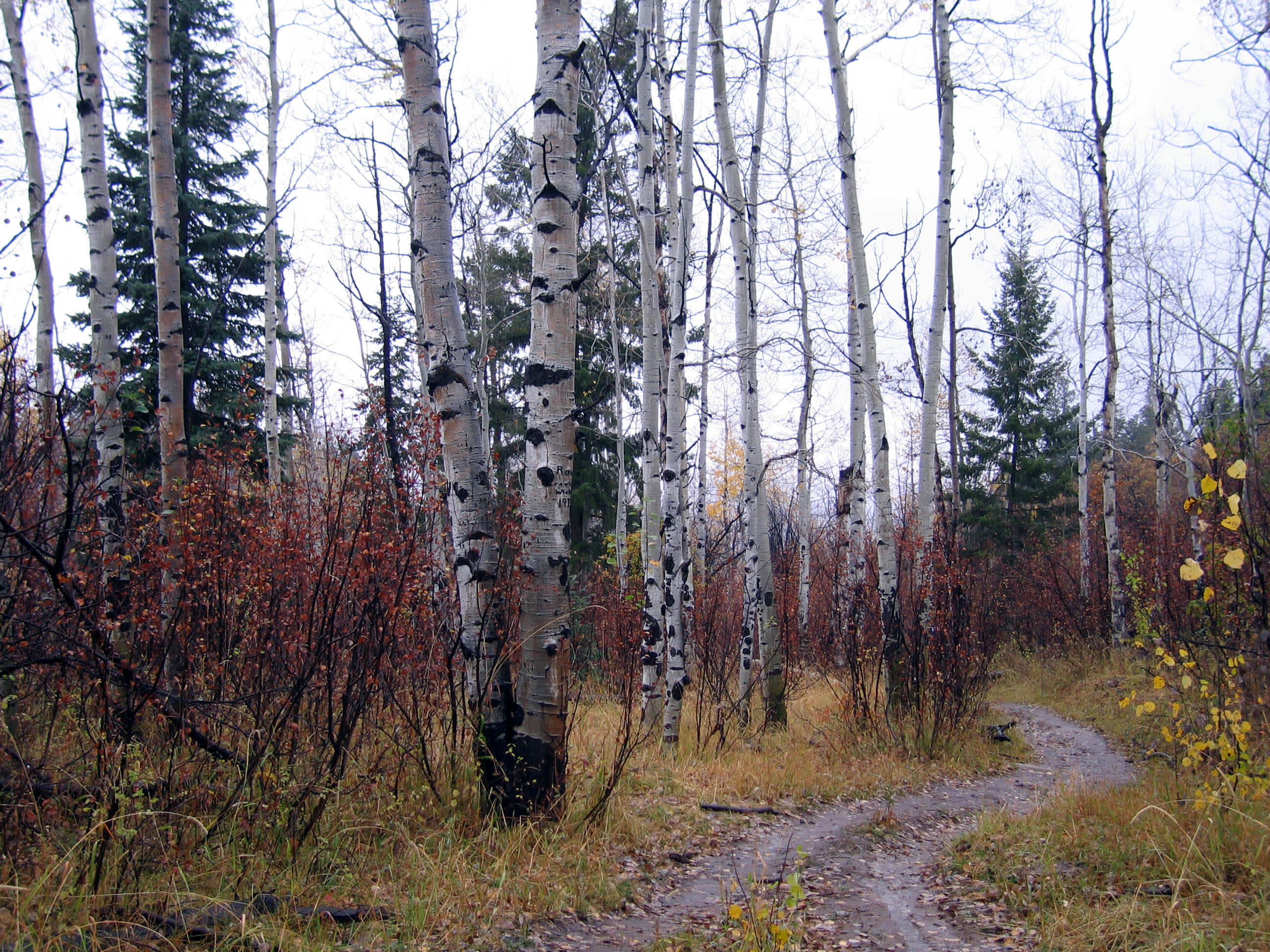 Summit Lake Campground