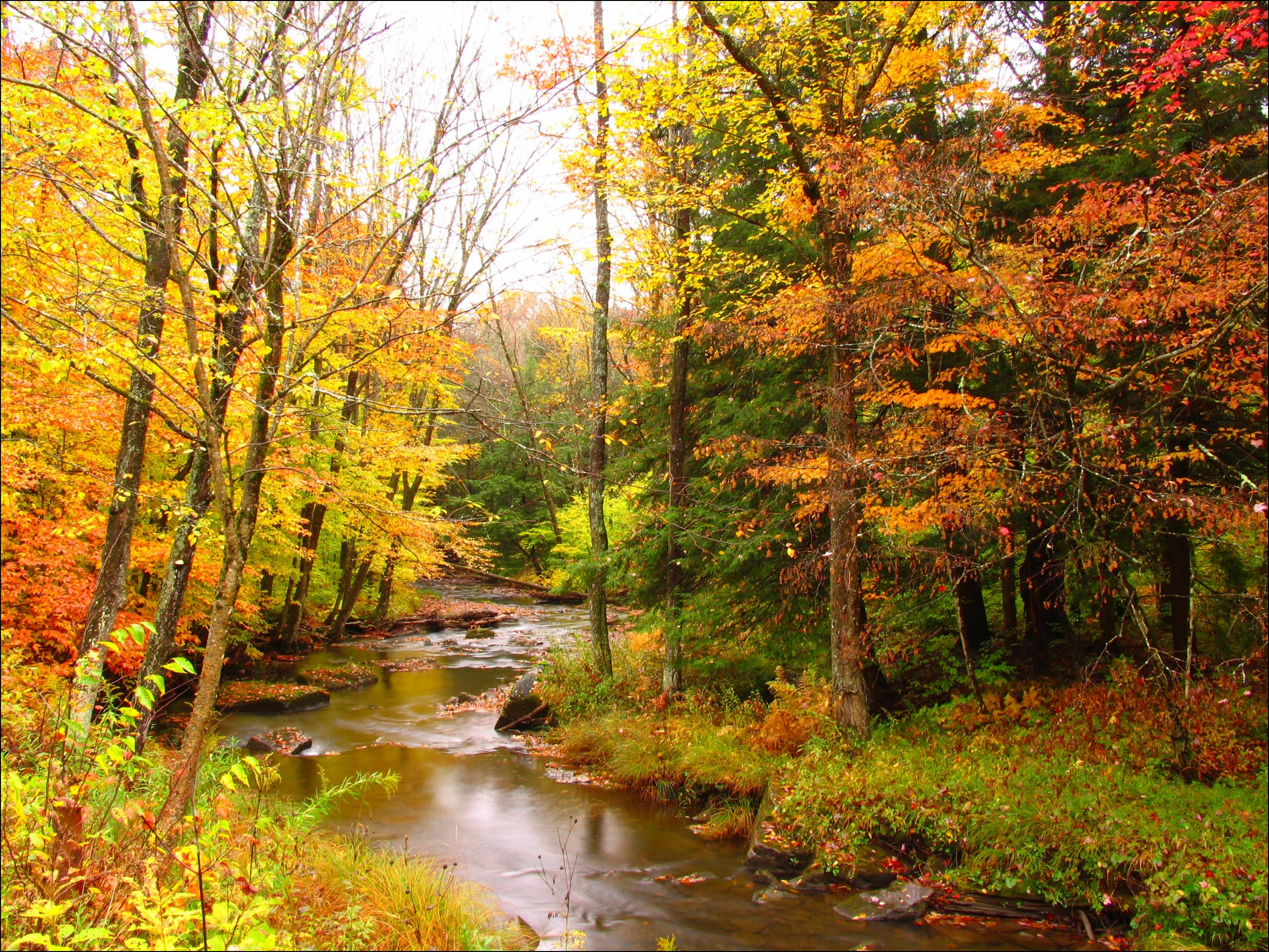 Quaker Area Campground