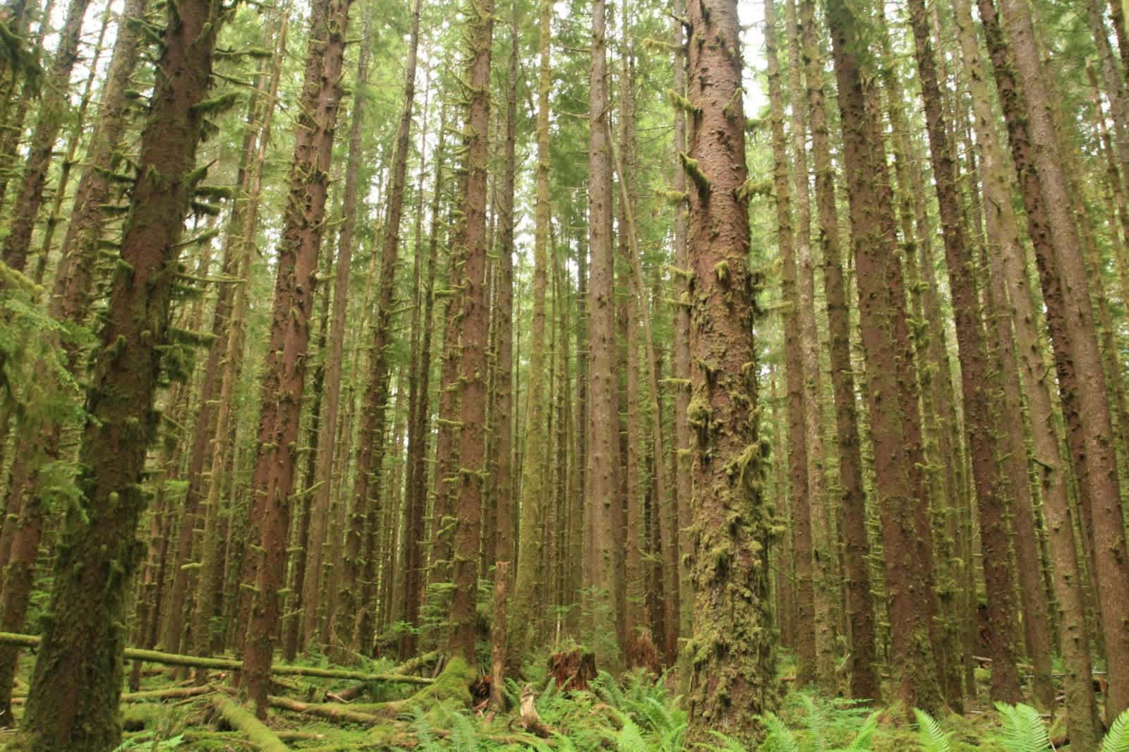 Campbell Tree Grove Campground