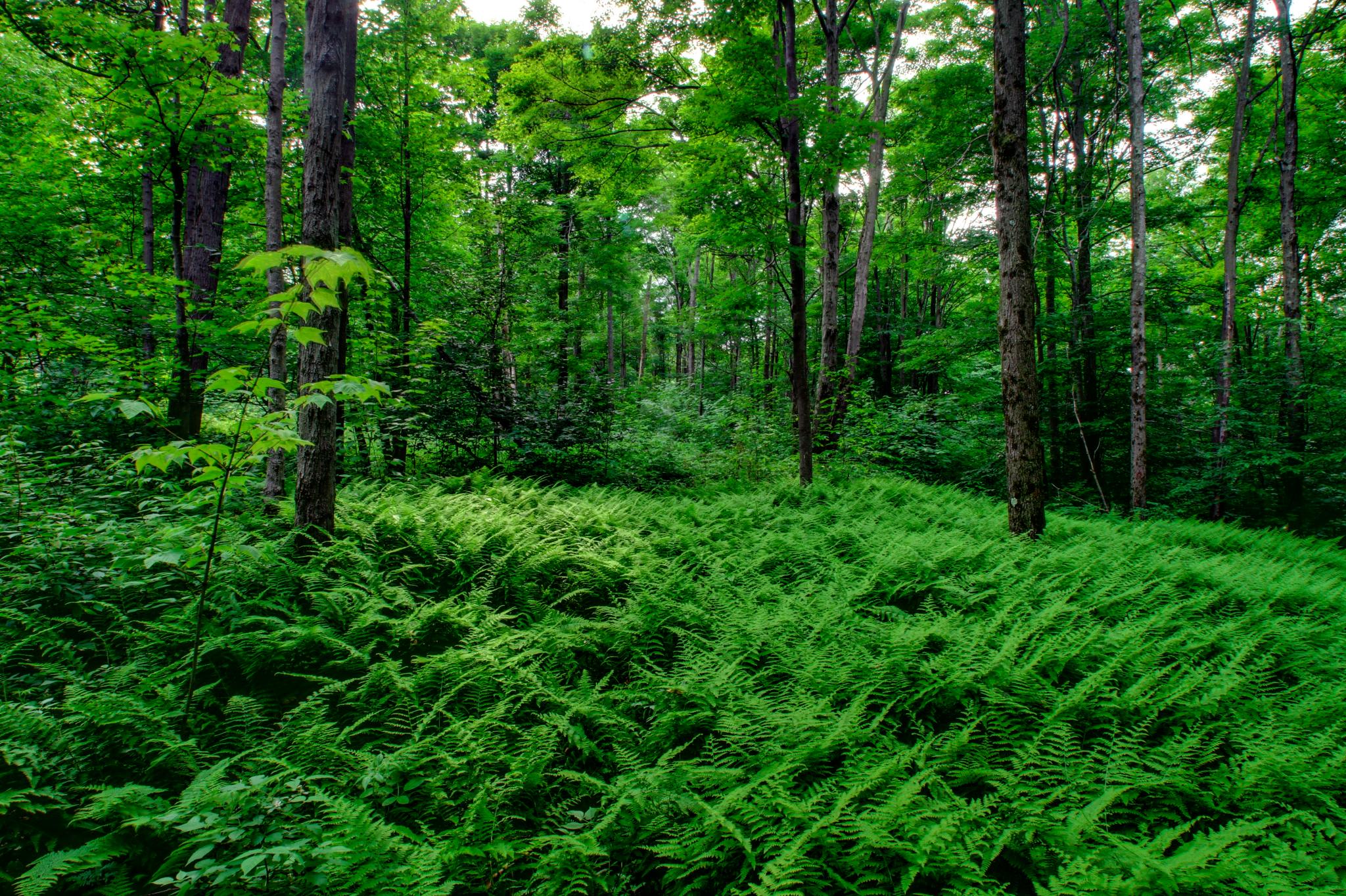 Salt Springs Park Campground