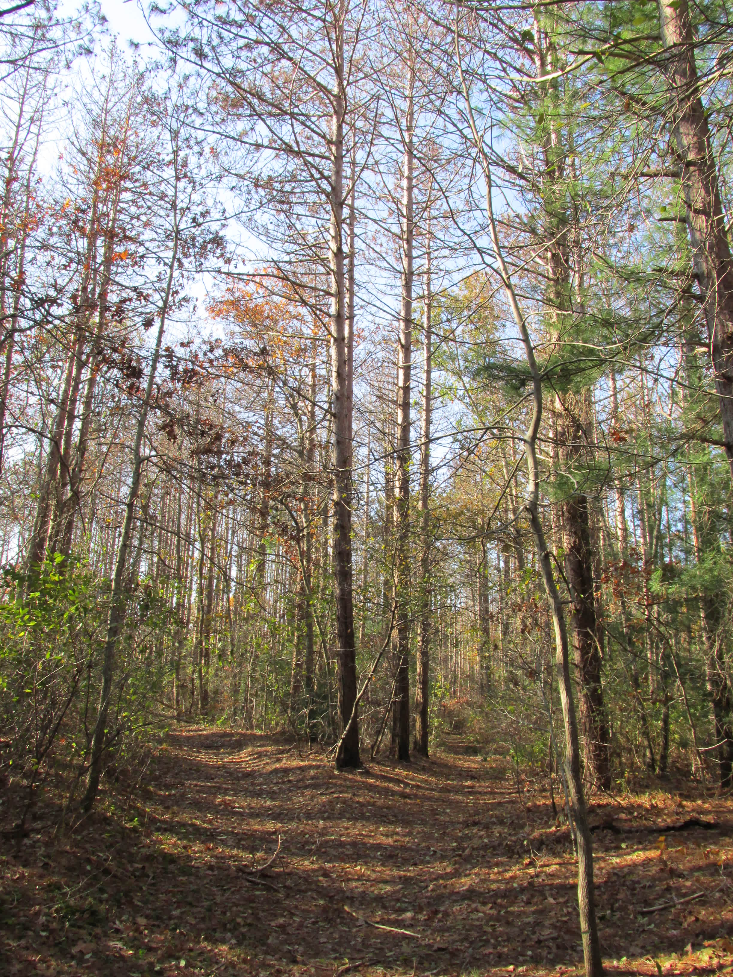 Shawme-Crowell Campground